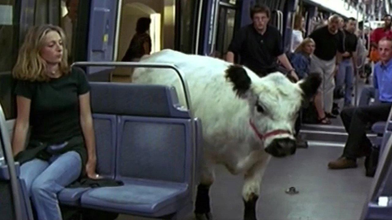 The Cow and the President 2000 movie scene