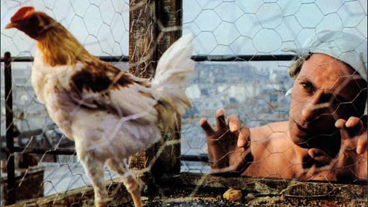 The Fighting Cock 1969 movie scene