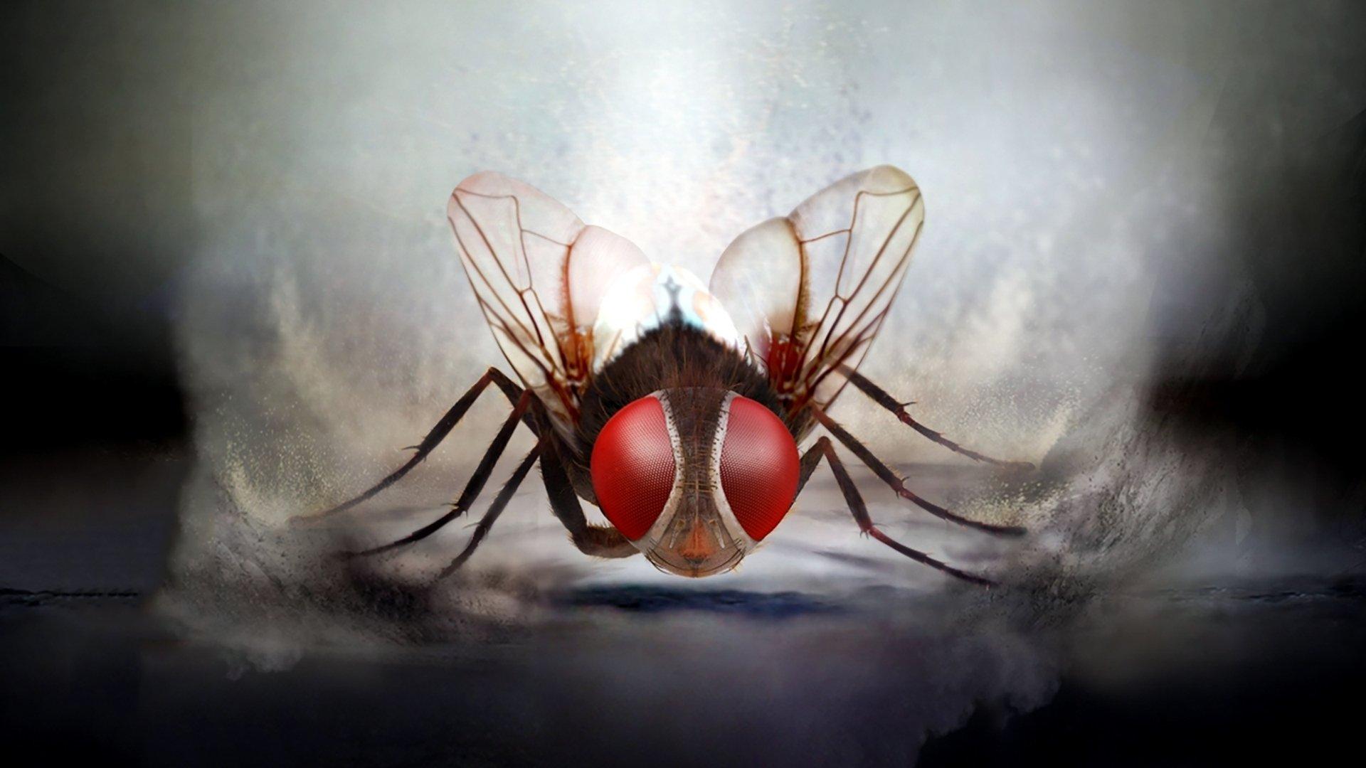 Eega 2012 movie scene