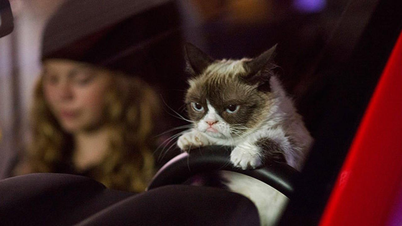 Grumpy Cat's Worst Christmas Ever 2014 movie scene
