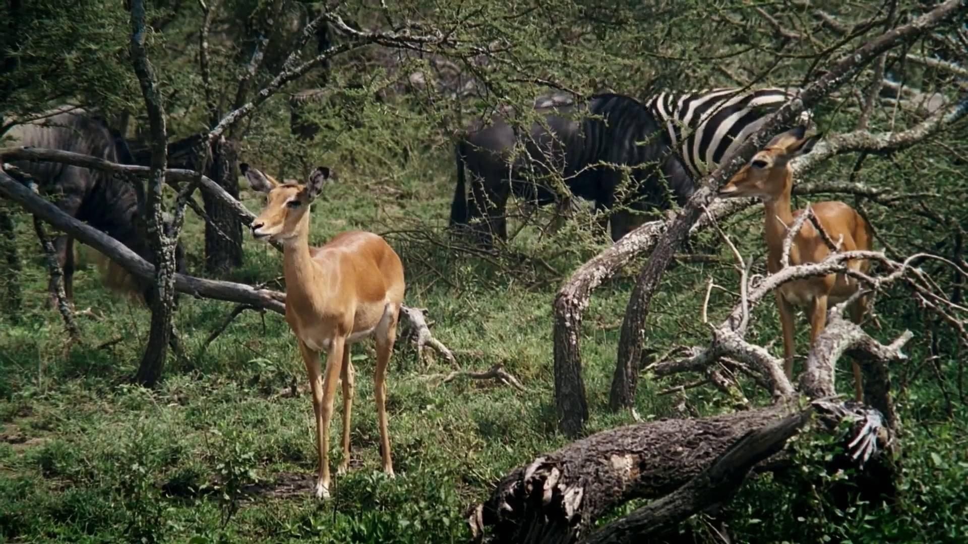 African Bambi 2007 movie scene