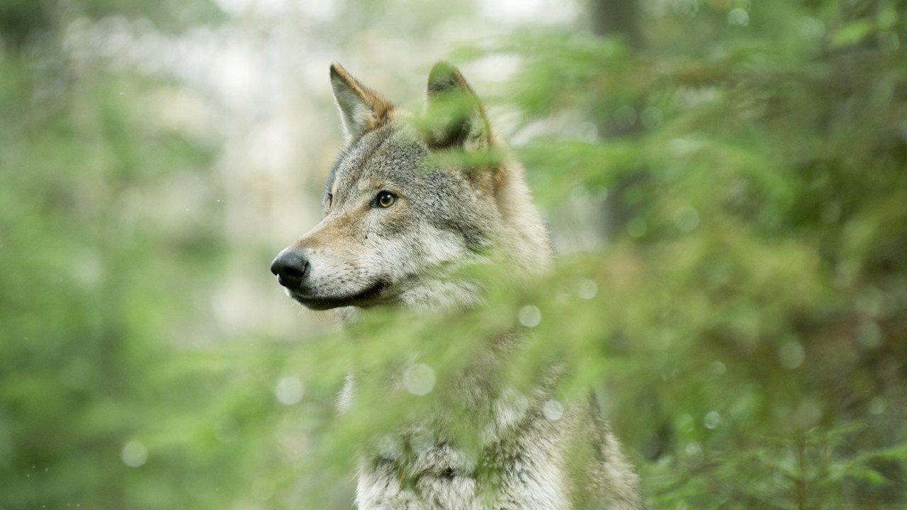 Wolf: Wanderer Without Borders 2022 movie scene