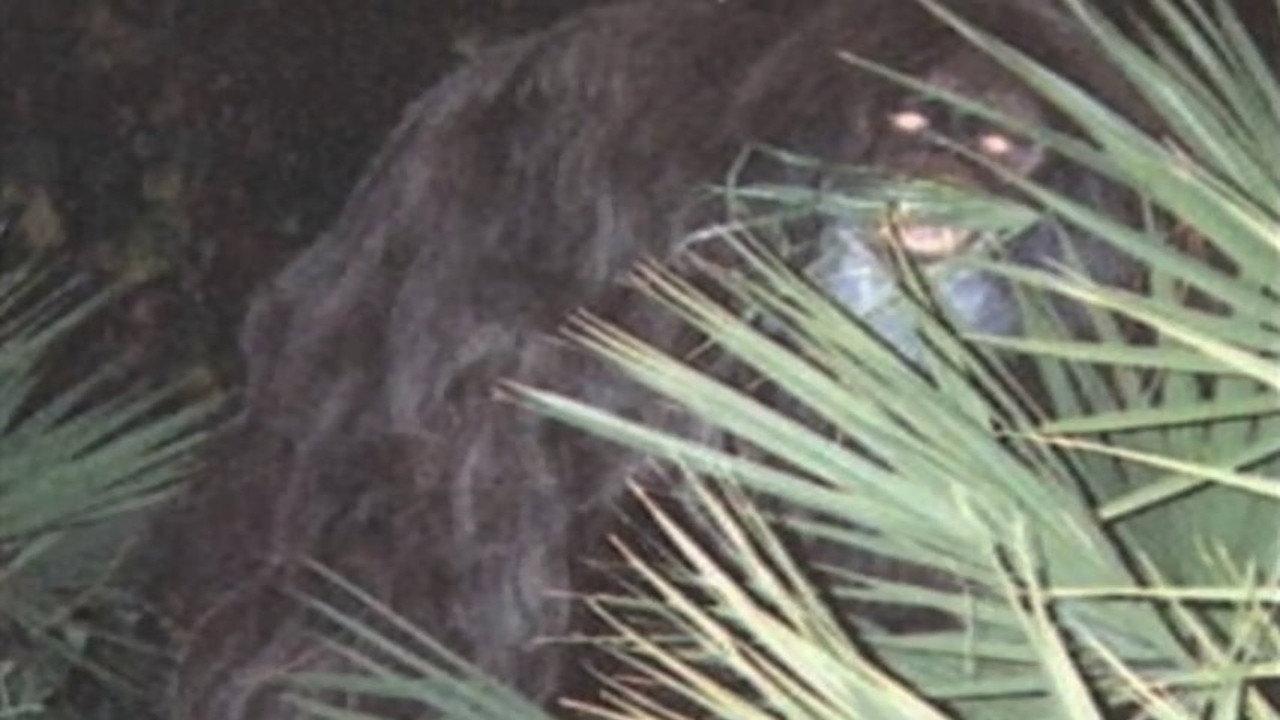 Southern Fried Bigfoot 2007 movie scene