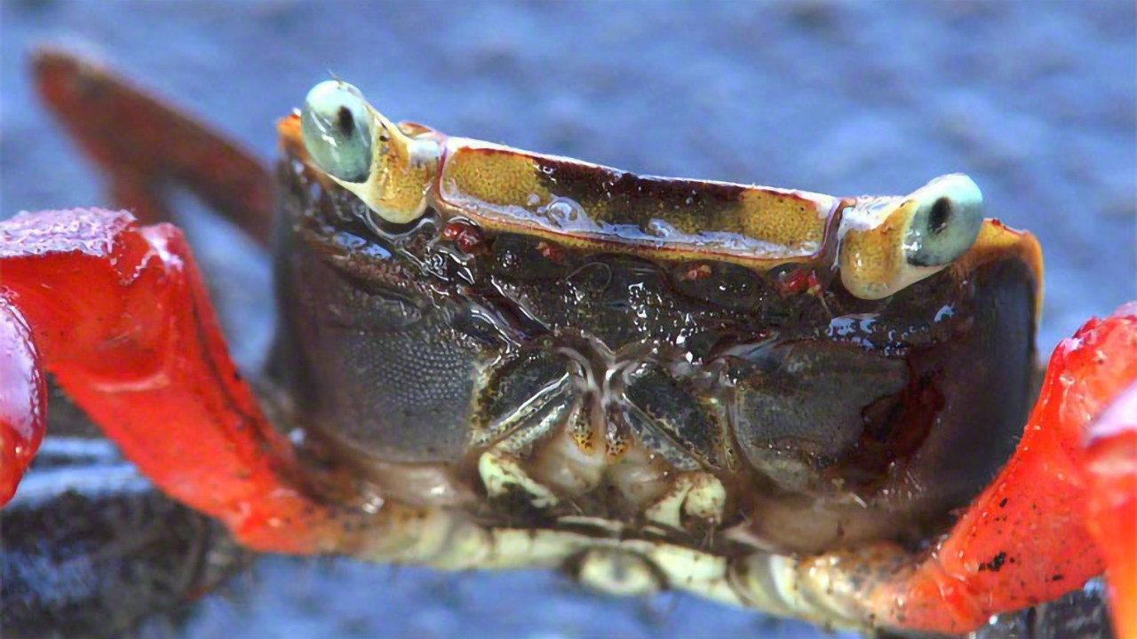 Planet of the Crabs 2019 movie scene