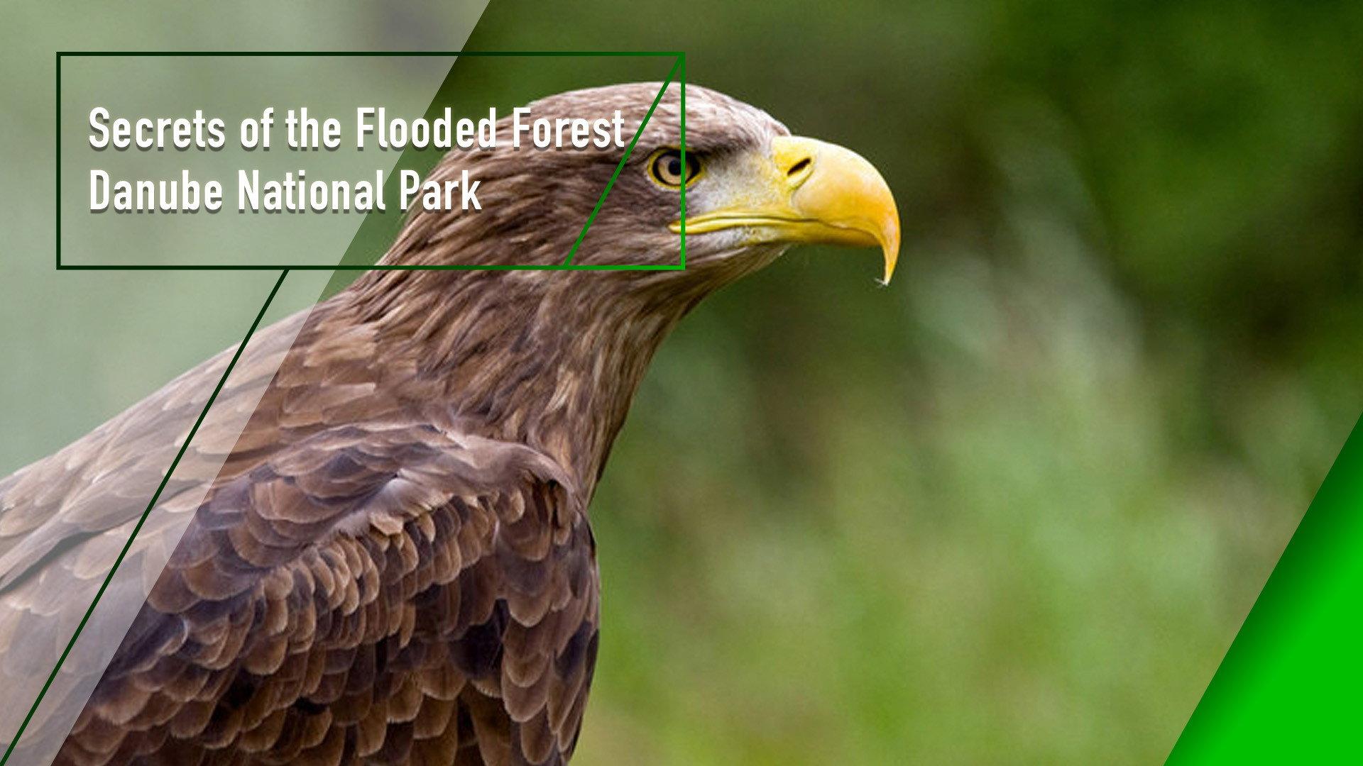 Secrets of the Flooded Forest - Danube National Park 2010 movie scene