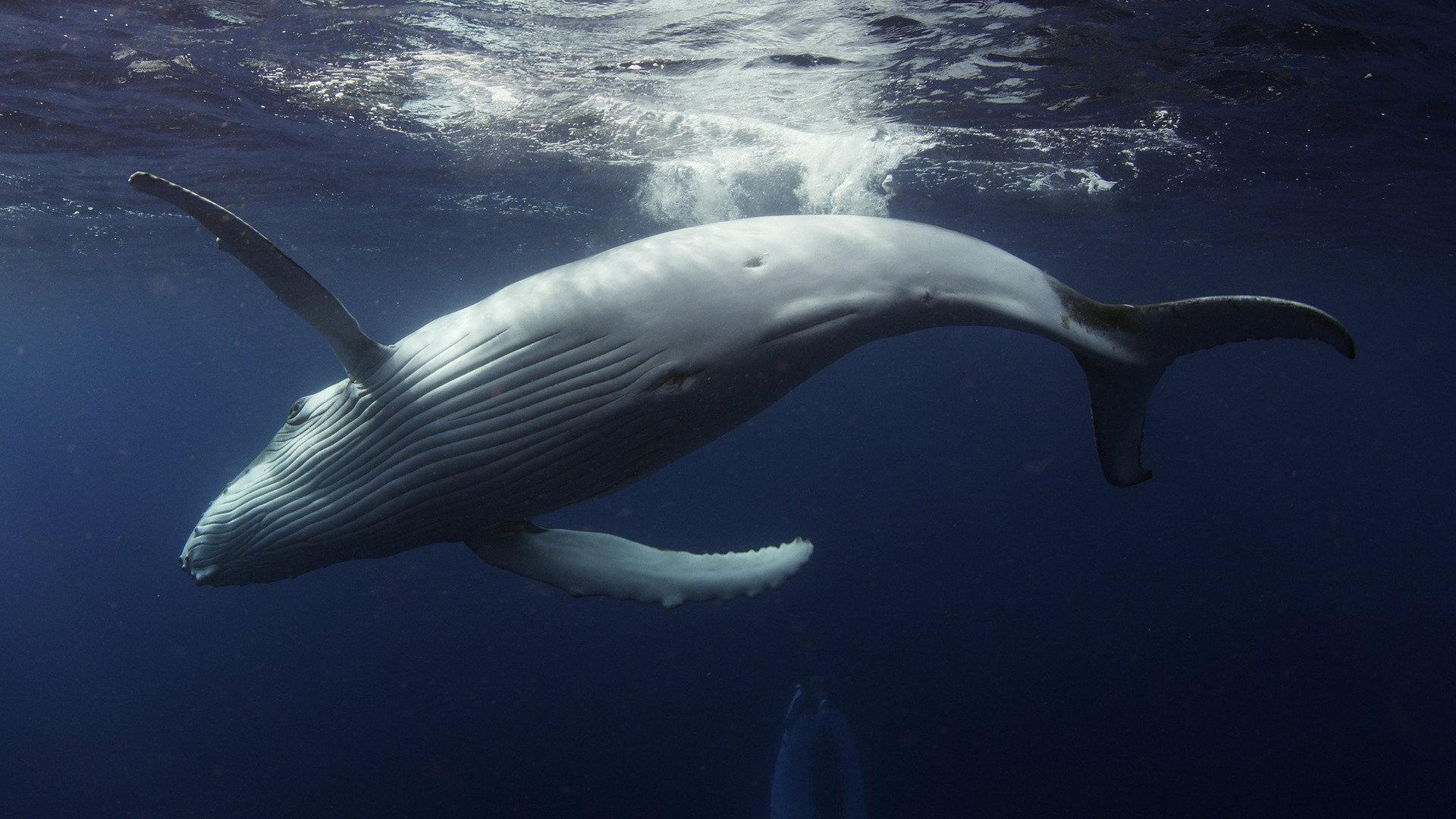 Ocean Odyssey 2021 movie scene