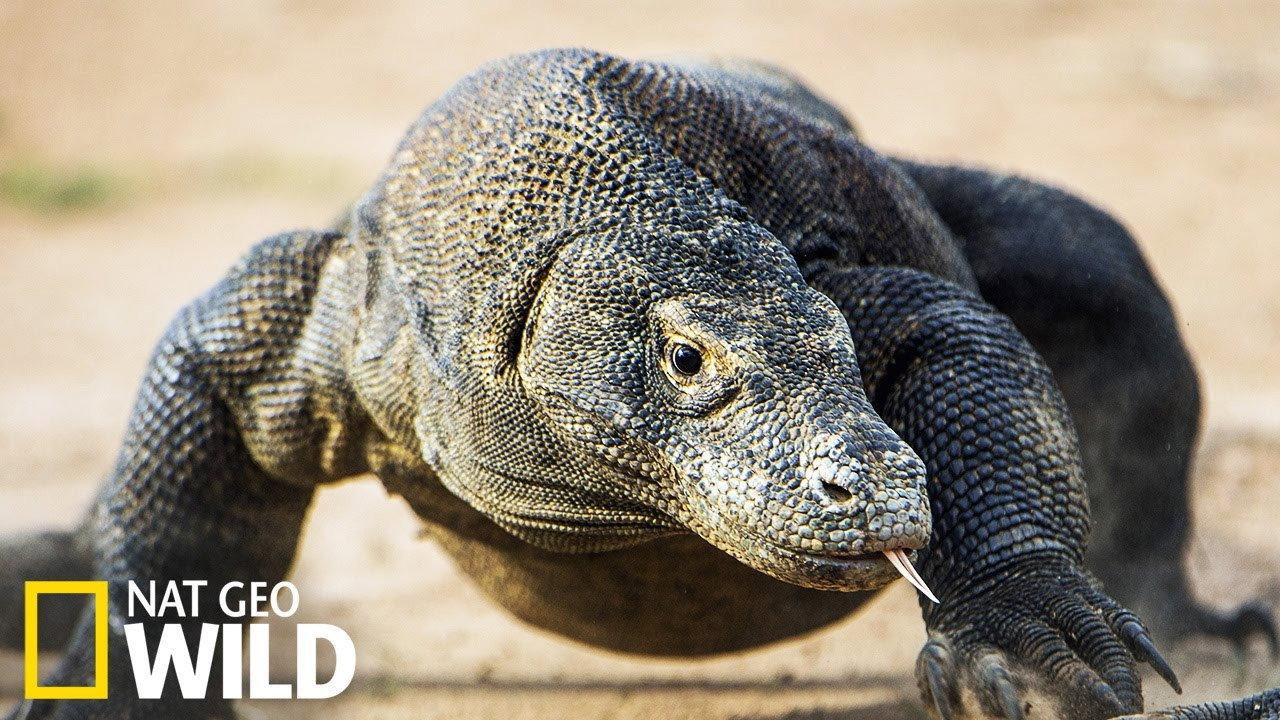 Les monstres de Komodo : une histoire d'amour 2018 movie scene