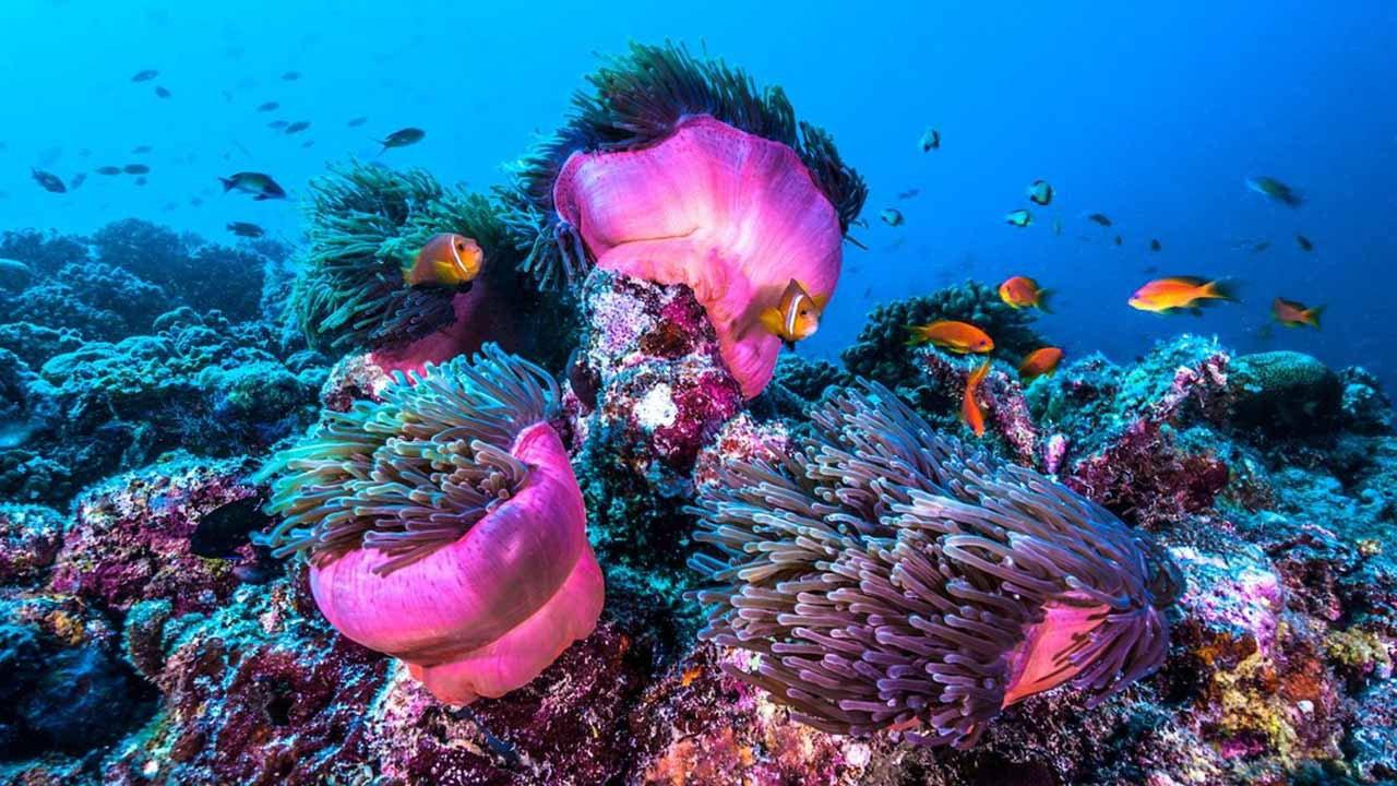 Zauber der Korallenriffe: Der Indische Ozean 2023 movie scene