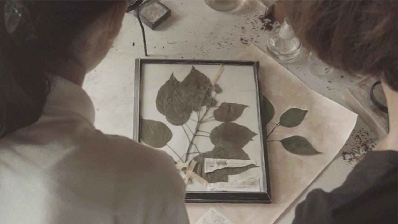Omura Botanical Specimens 2015 movie scene