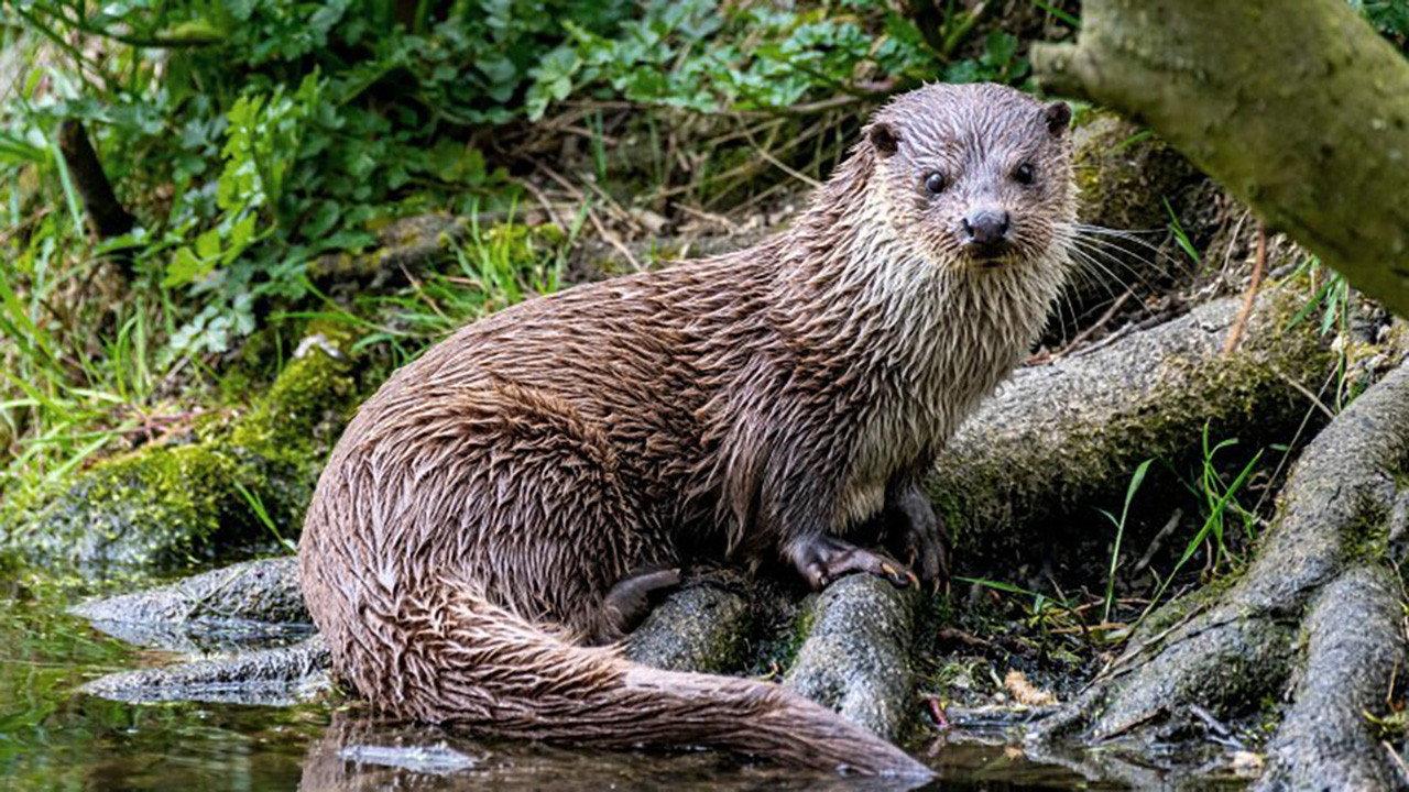 The Otter: A Legend Returns 2020 movie scene