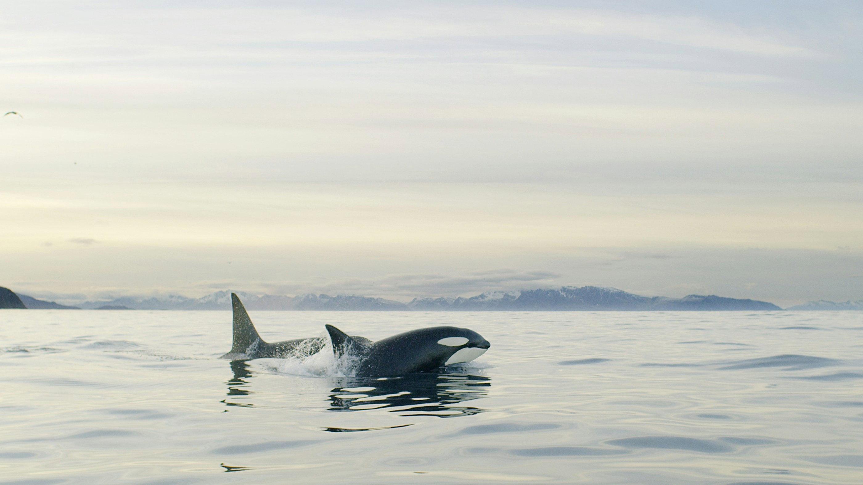 Echoes in the Arctic 2020 movie scene