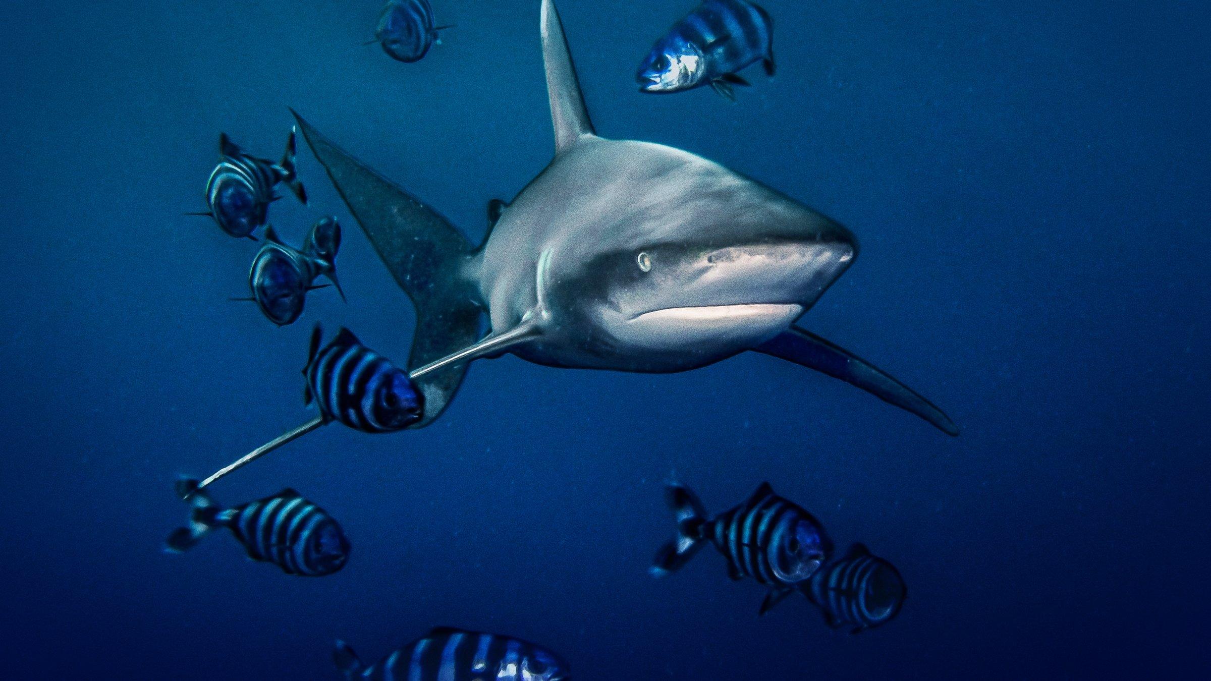 World's Most Dangerous Shark? 2021 movie scene