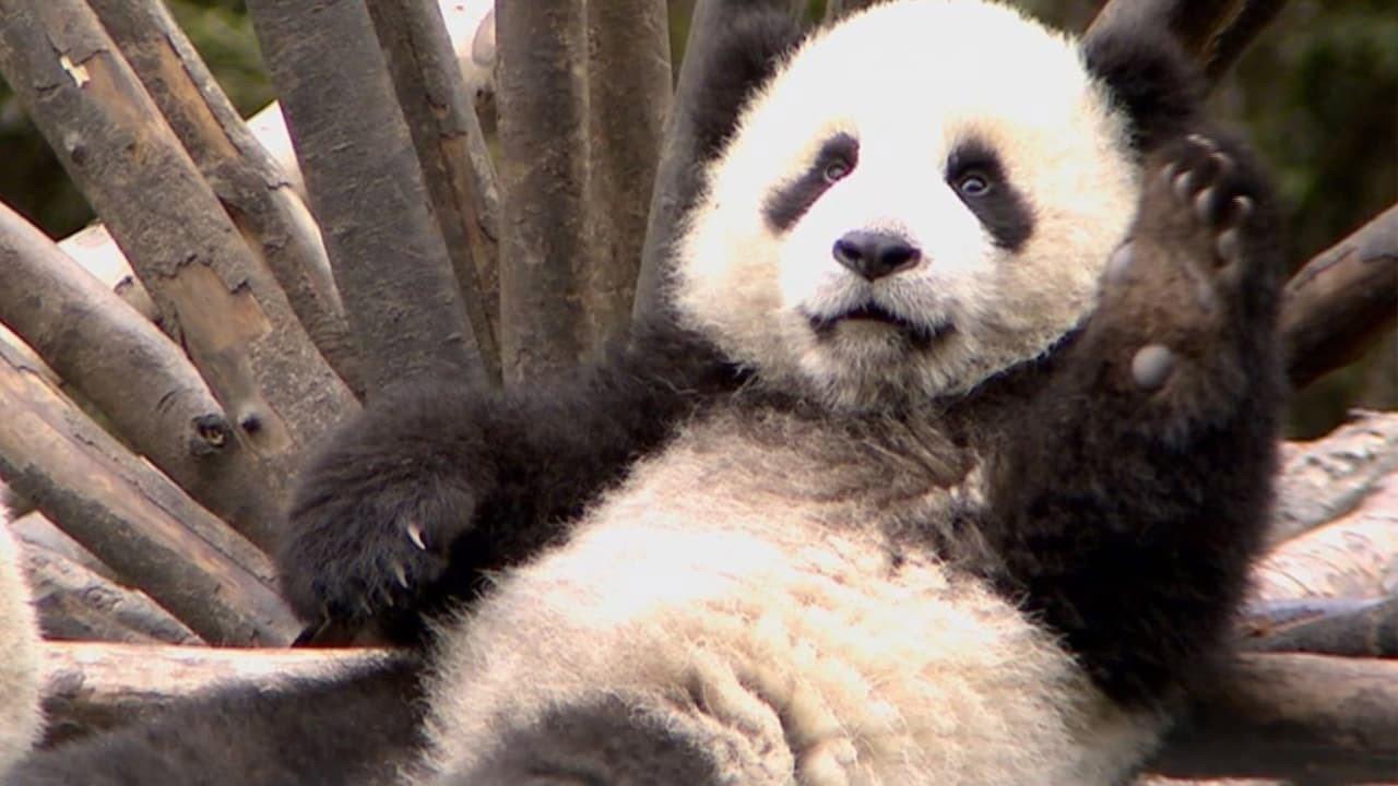 The Land Of Abundance The Legend Of Pandas 2009 movie scene