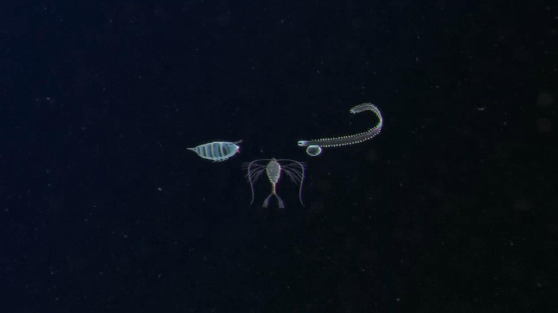 Plankton 2018 movie scene