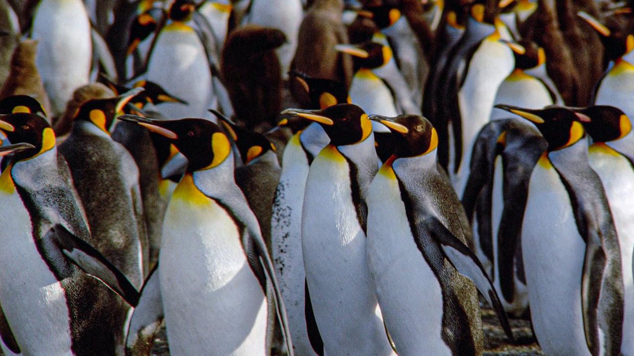 The Congress of Penguins 1993 movie scene