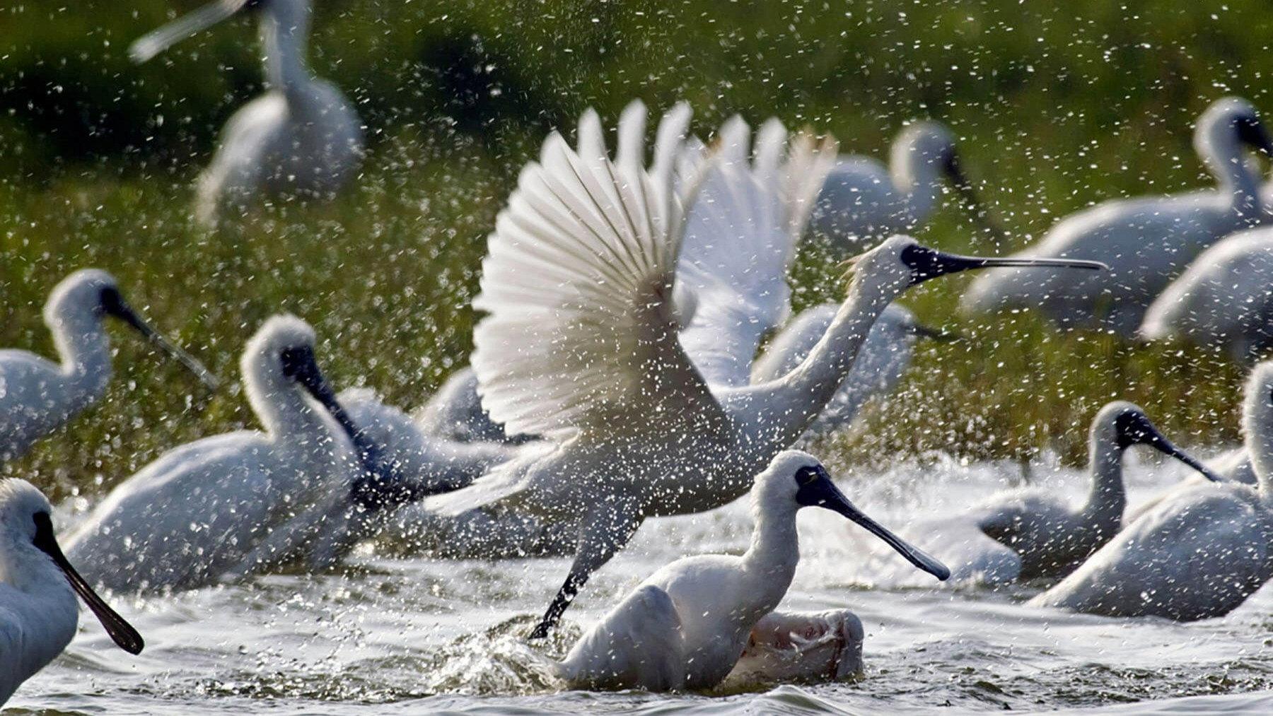 Caring for Black-Faced Spoonbill 2023 movie scene