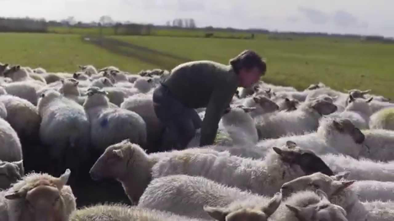 Sheep Hero 2019 movie scene