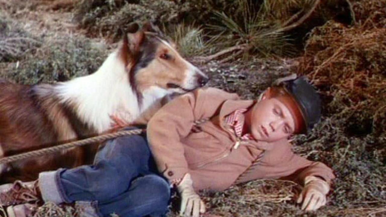 Lassie's Greatest Adventure 1963 movie scene