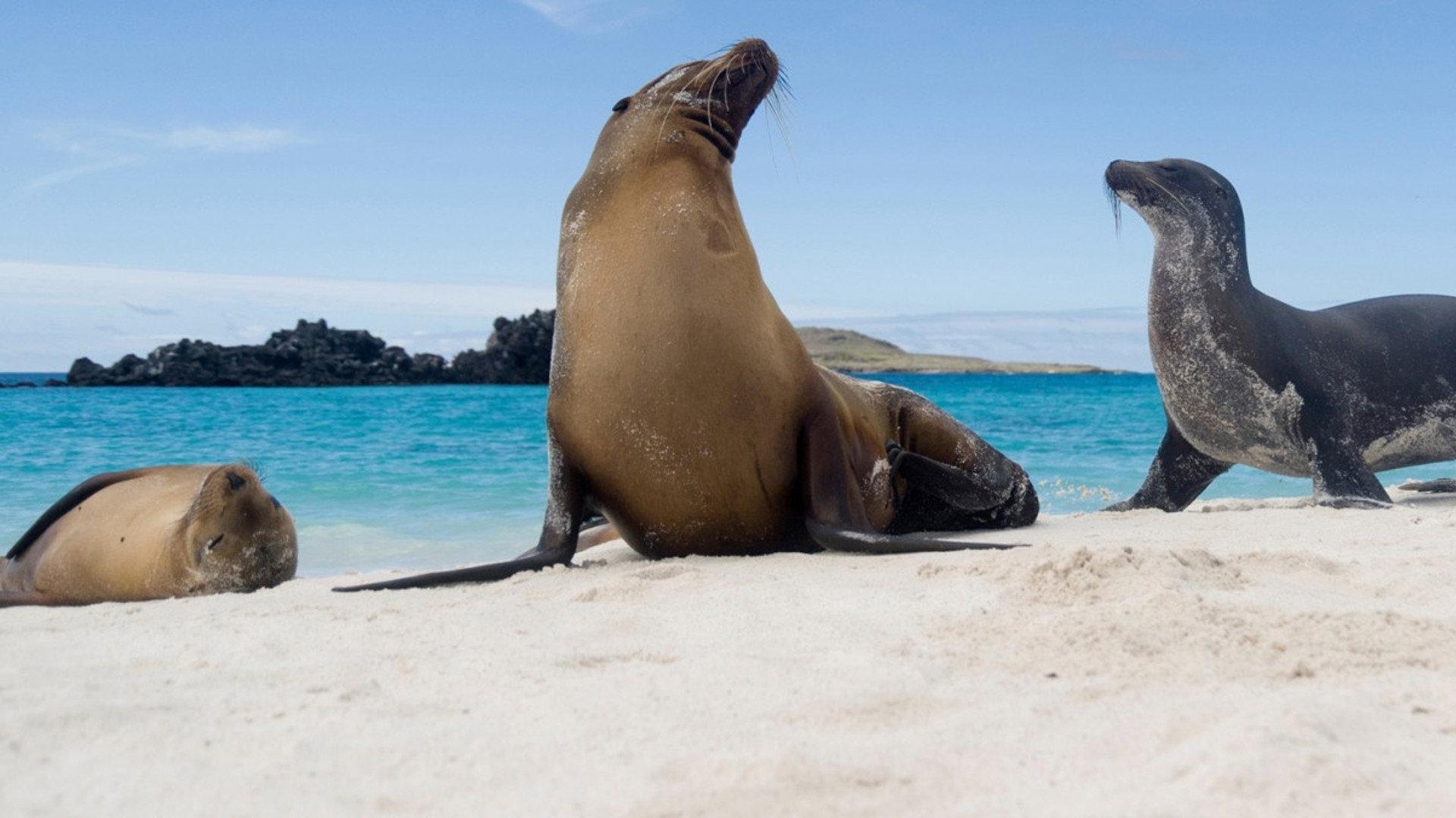 Galapagos 2013 movie scene