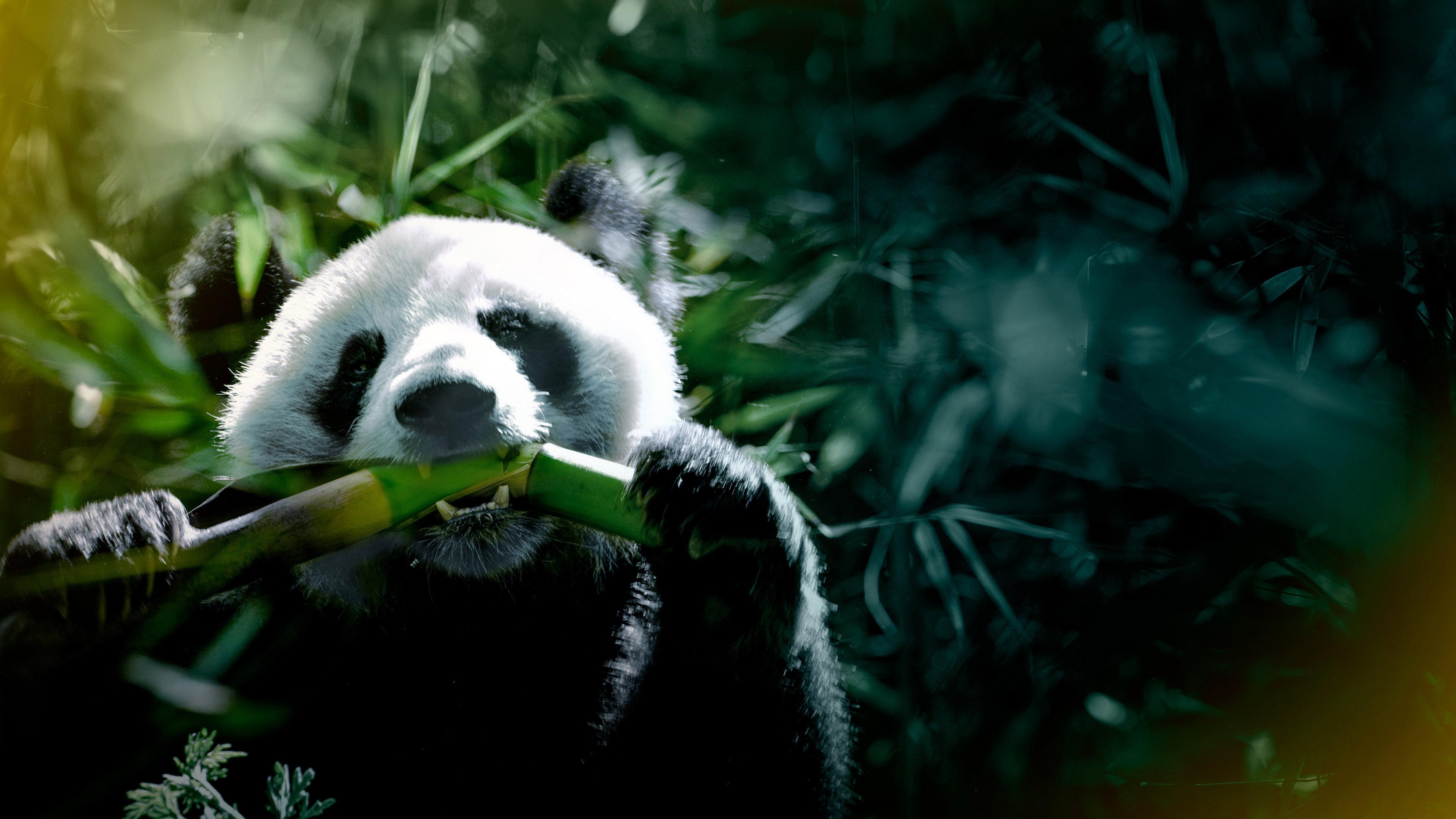 The Hidden Kingdoms of China 2020 movie scene