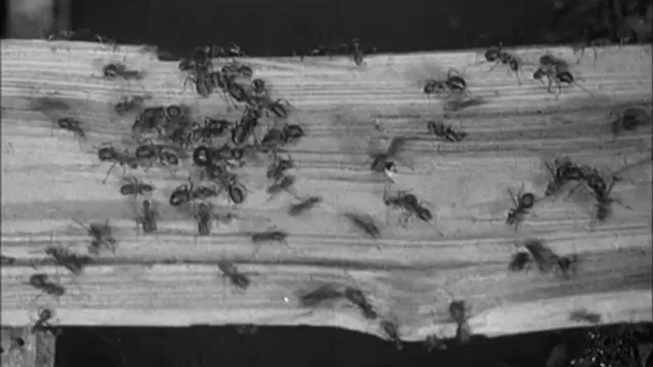 The Battle of the Ants 1922 movie scene