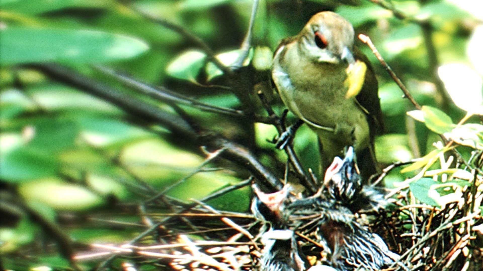 Nature's Half Acre 1951 movie scene