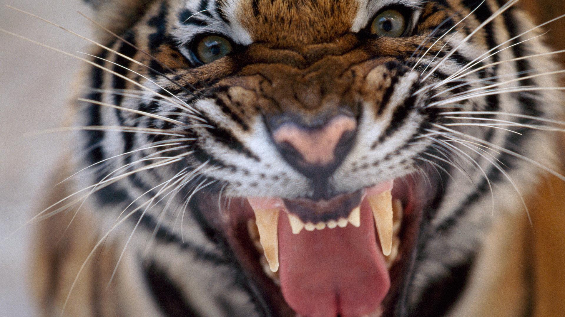 20 Animals That Will Kill You 2013 movie scene