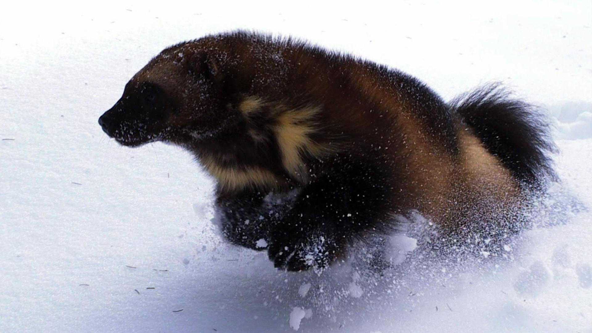 Wolverine - Chasing the Phantom 2010 movie scene