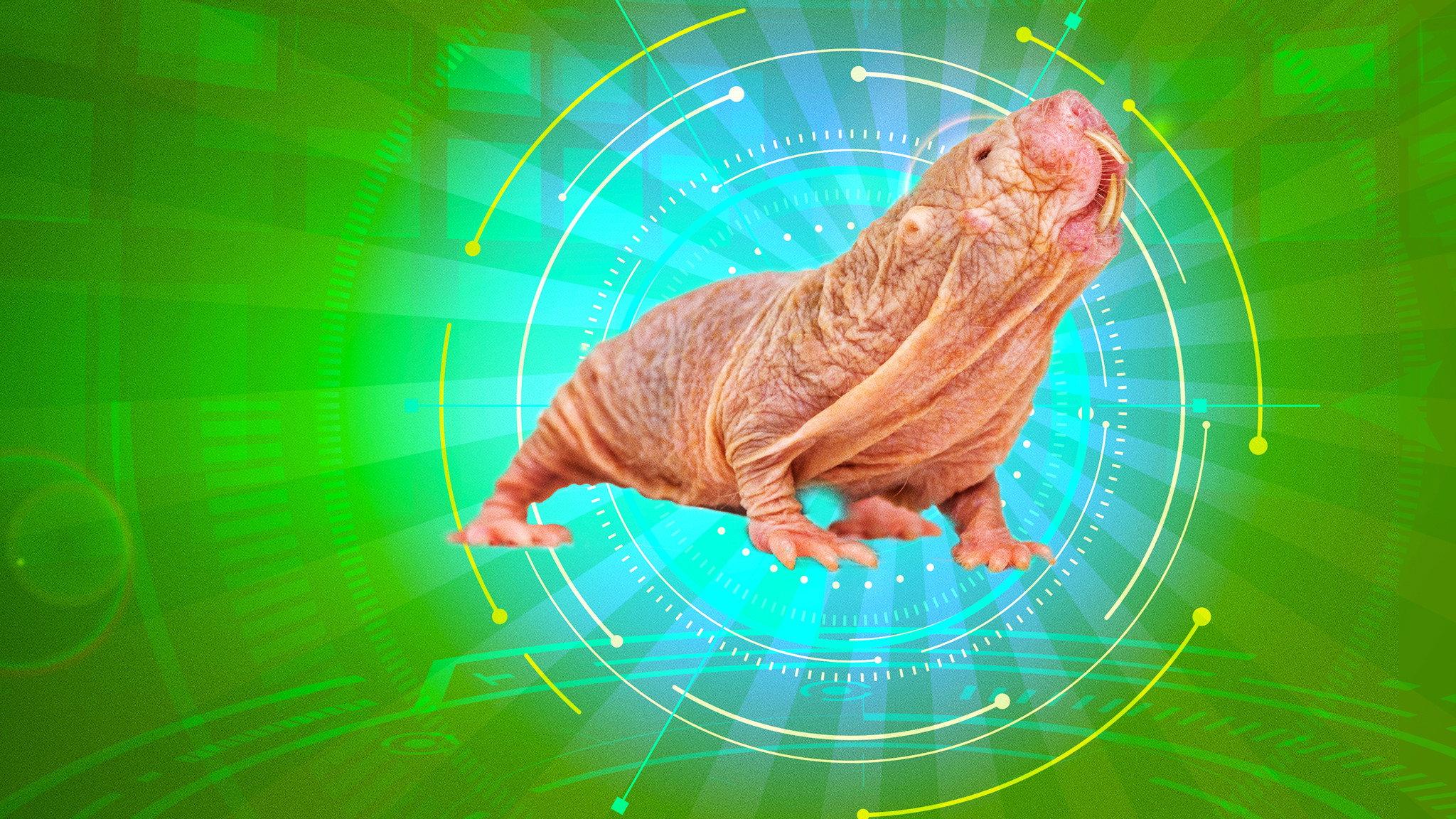 Naked Molerat: Nature’s Weirdest Superhero 2018 movie scene
