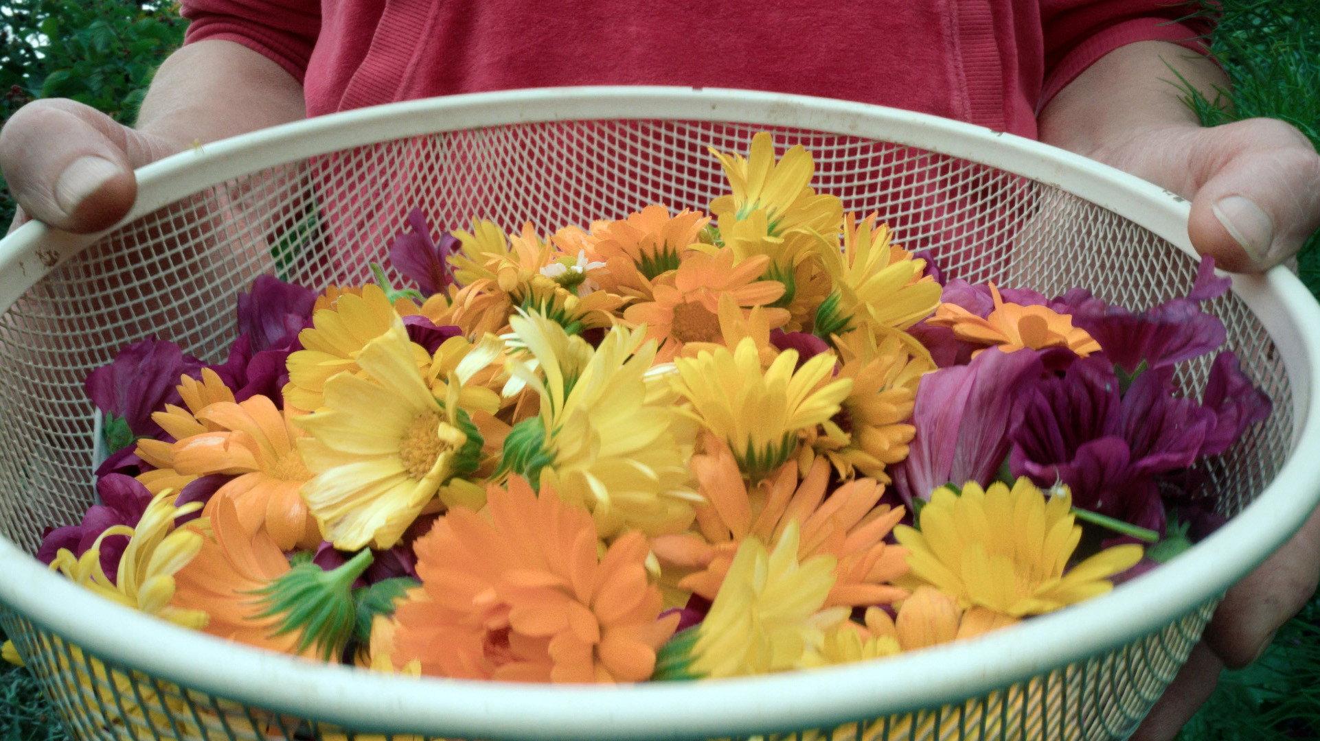 Flying Scents – of Plants and People 2026 movie scene
