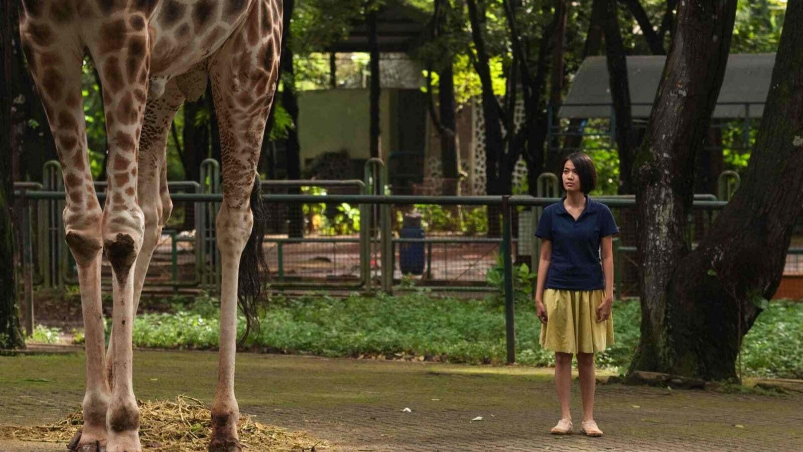 Postcards from the Zoo 2012 movie scene