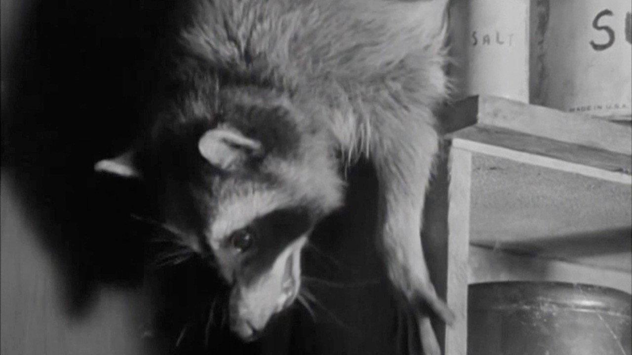 Bar-Rac's Night Out 1937 movie scene