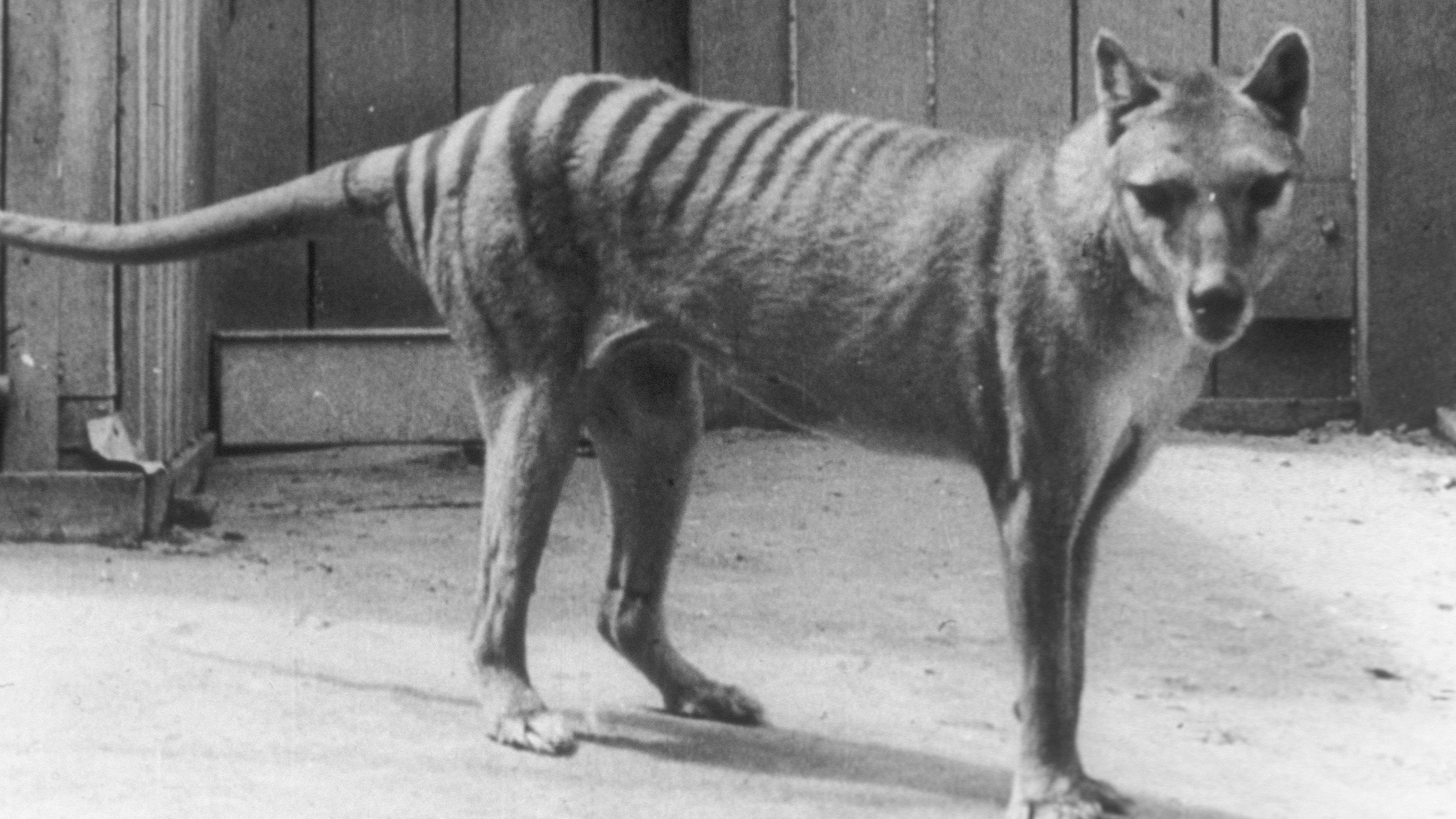 Extinct or Alive: The Tasmanian Tiger 2016 movie scene