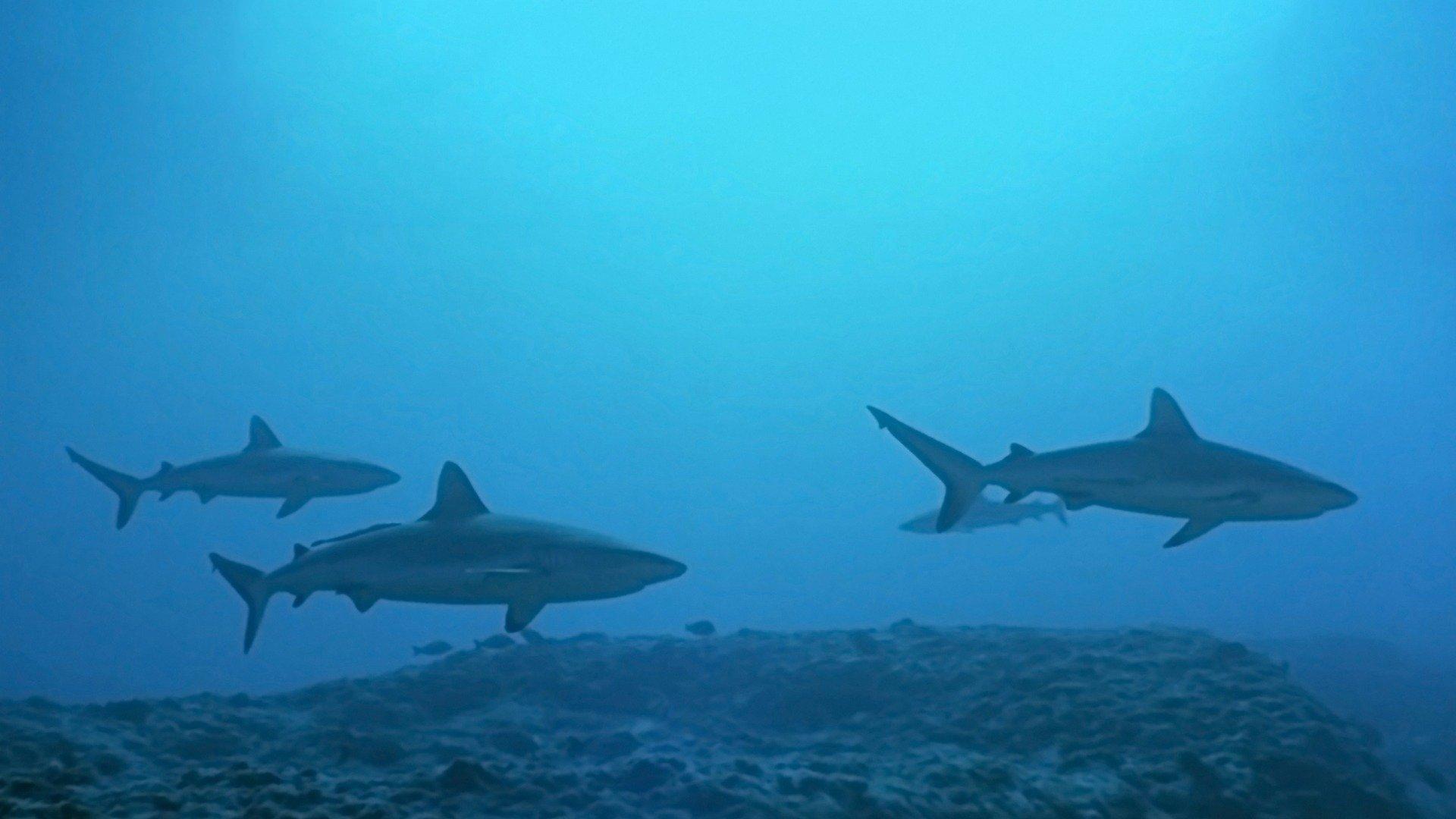 Atlantis 1991 movie scene