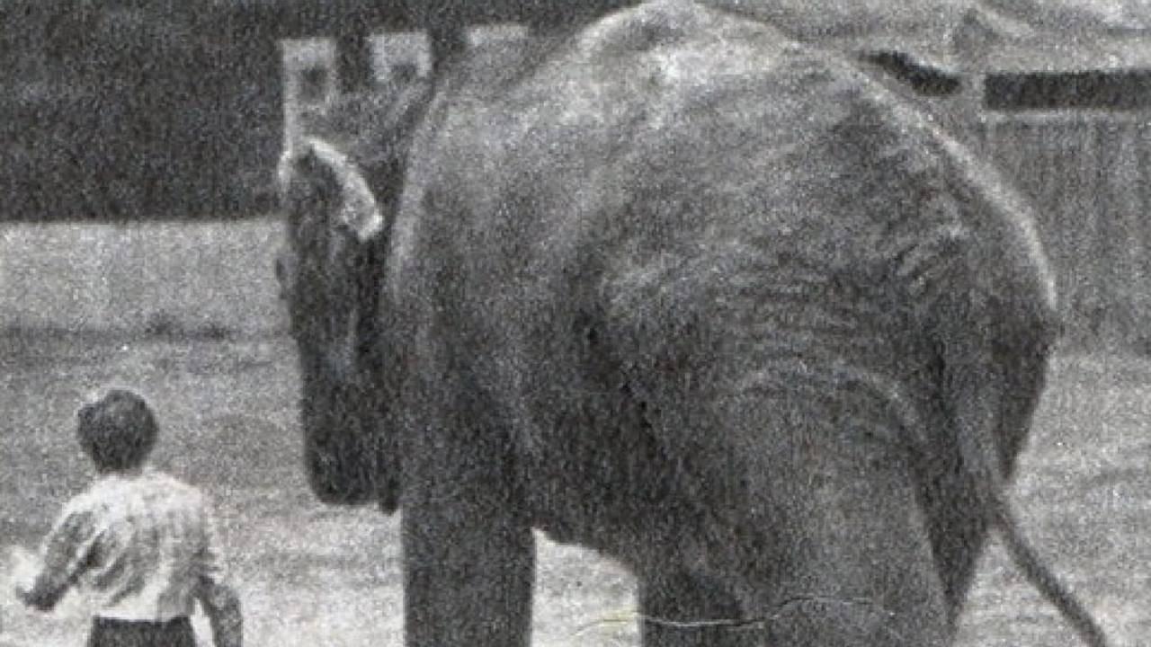 The Elephant Got Lost 1984 movie scene