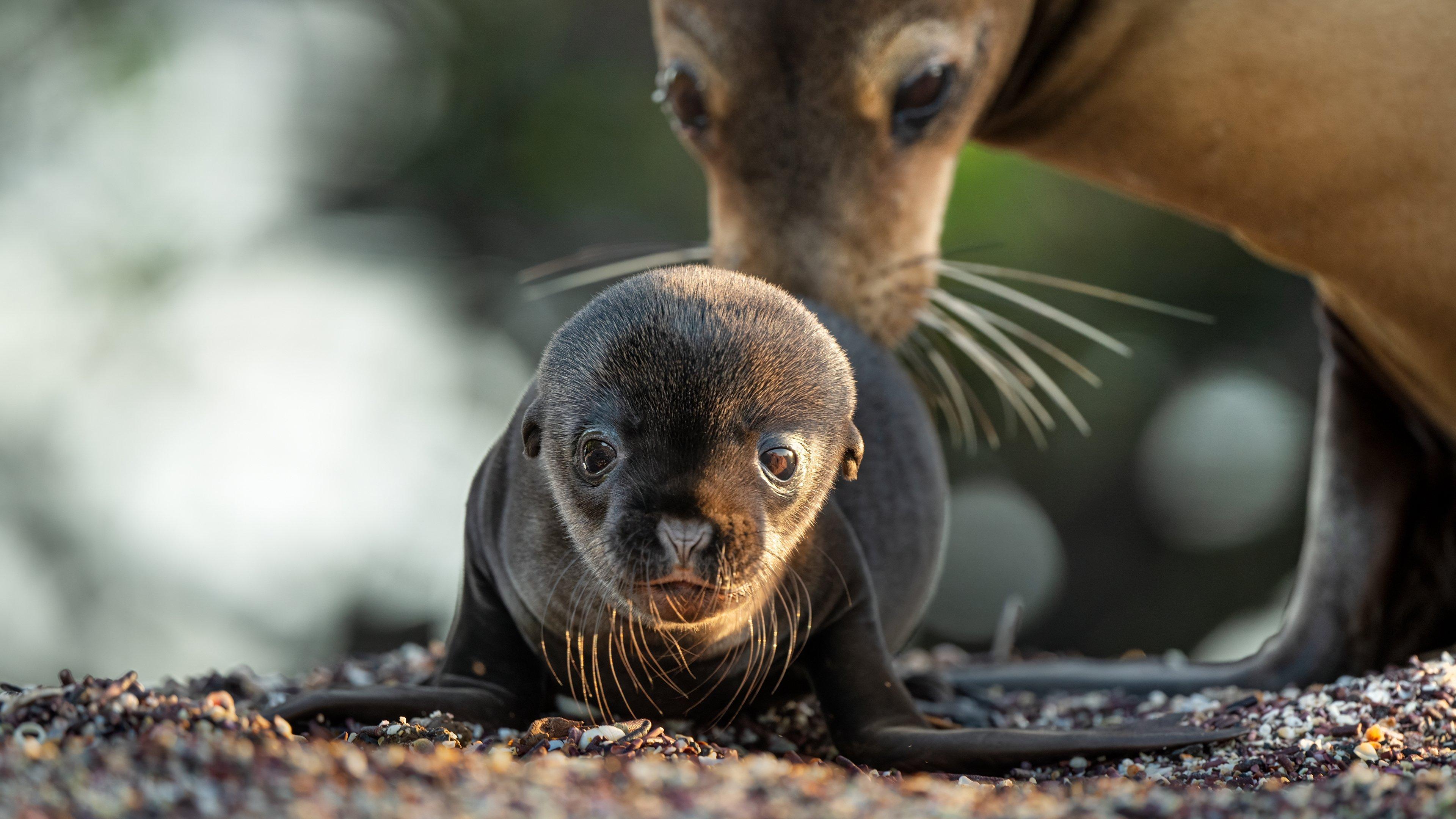 Sea Lions of the Galapagos 2025 movie scene