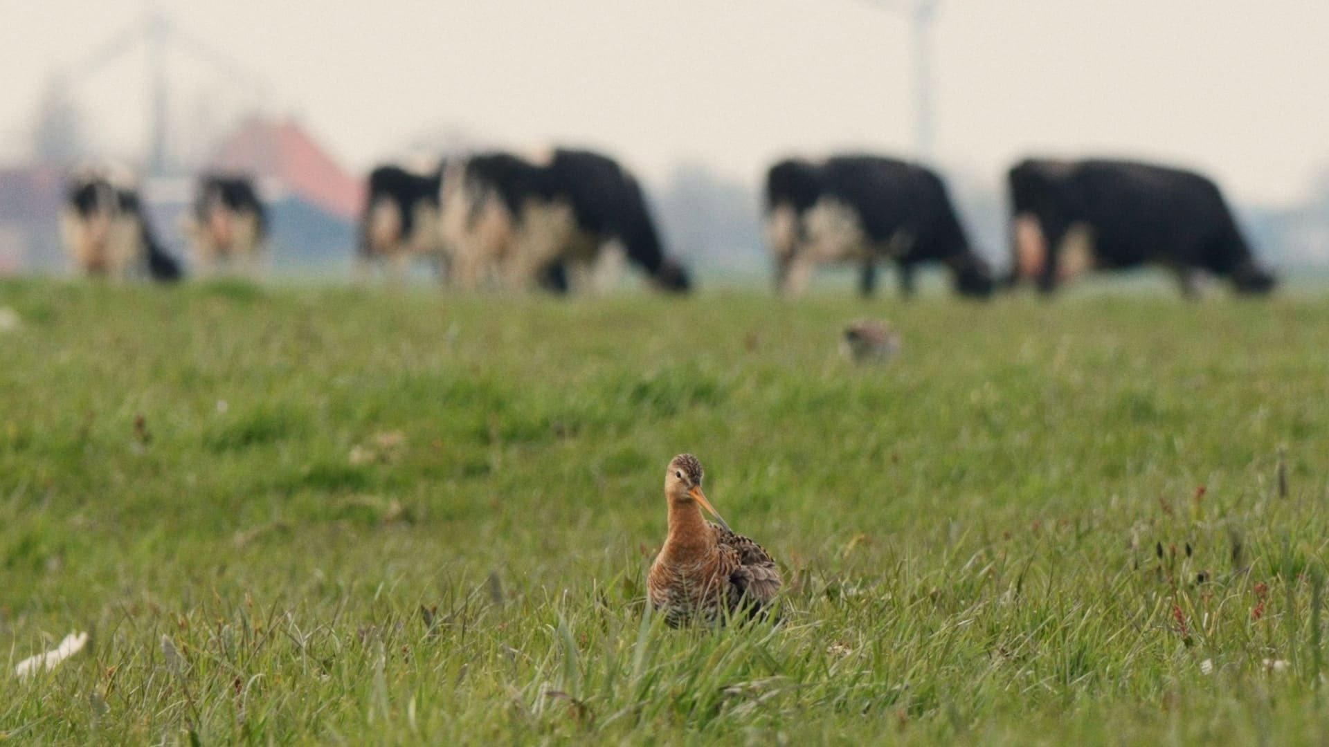 The Godwit was here 2024 movie scene