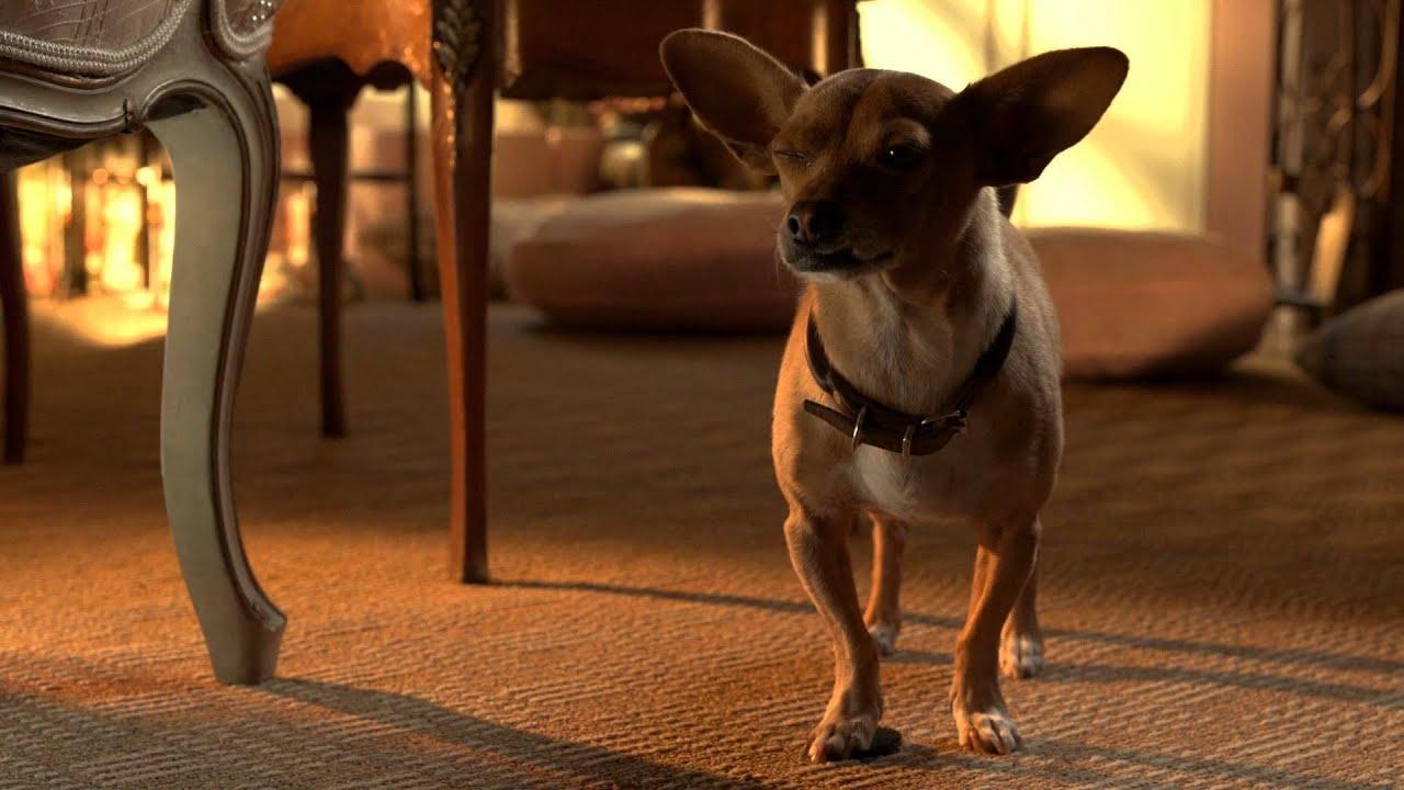 Beverly Hills Chihuahua 3: Viva la Fiesta! 2012 movie scene