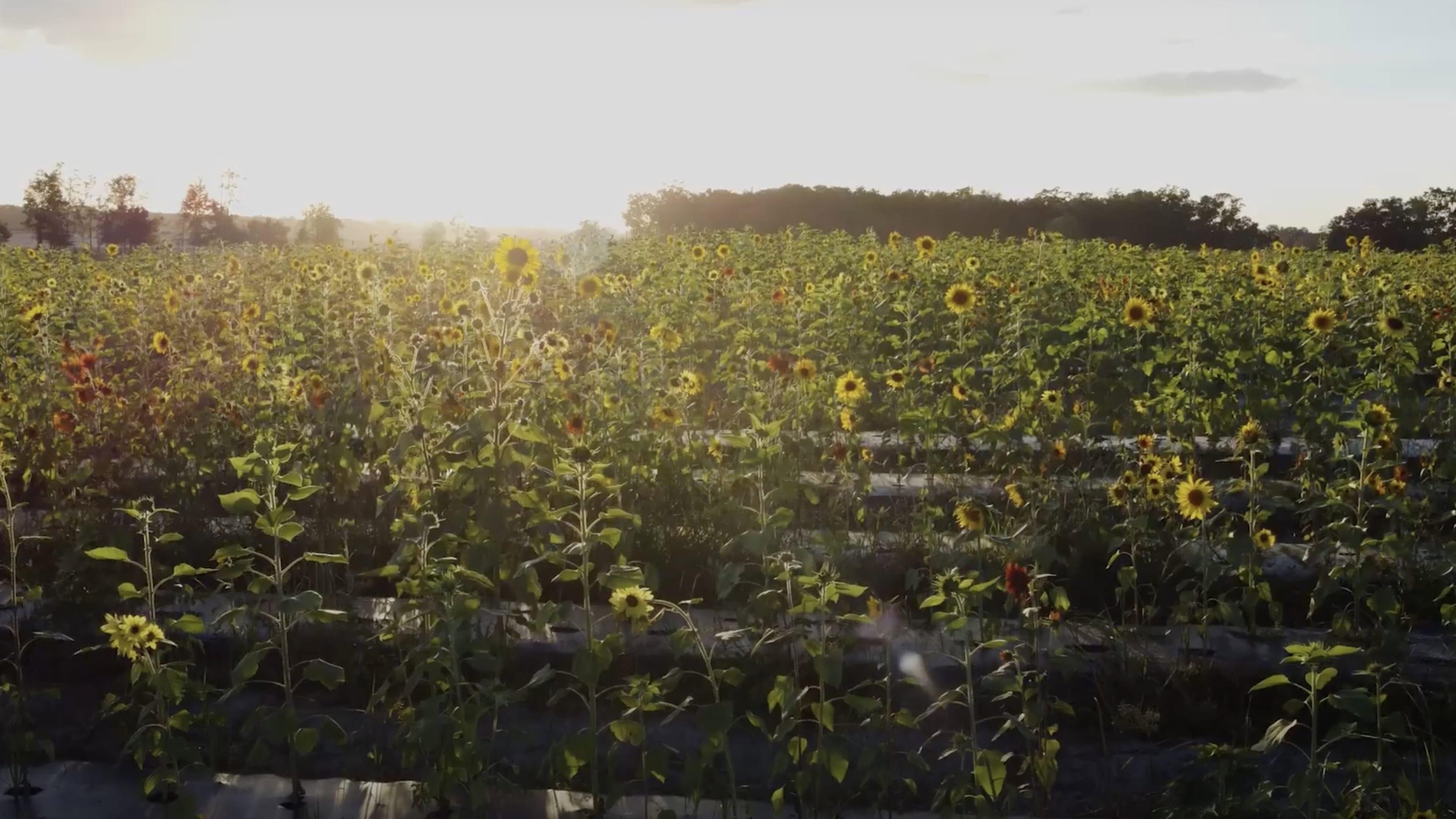 Sunflower 2025 movie scene
