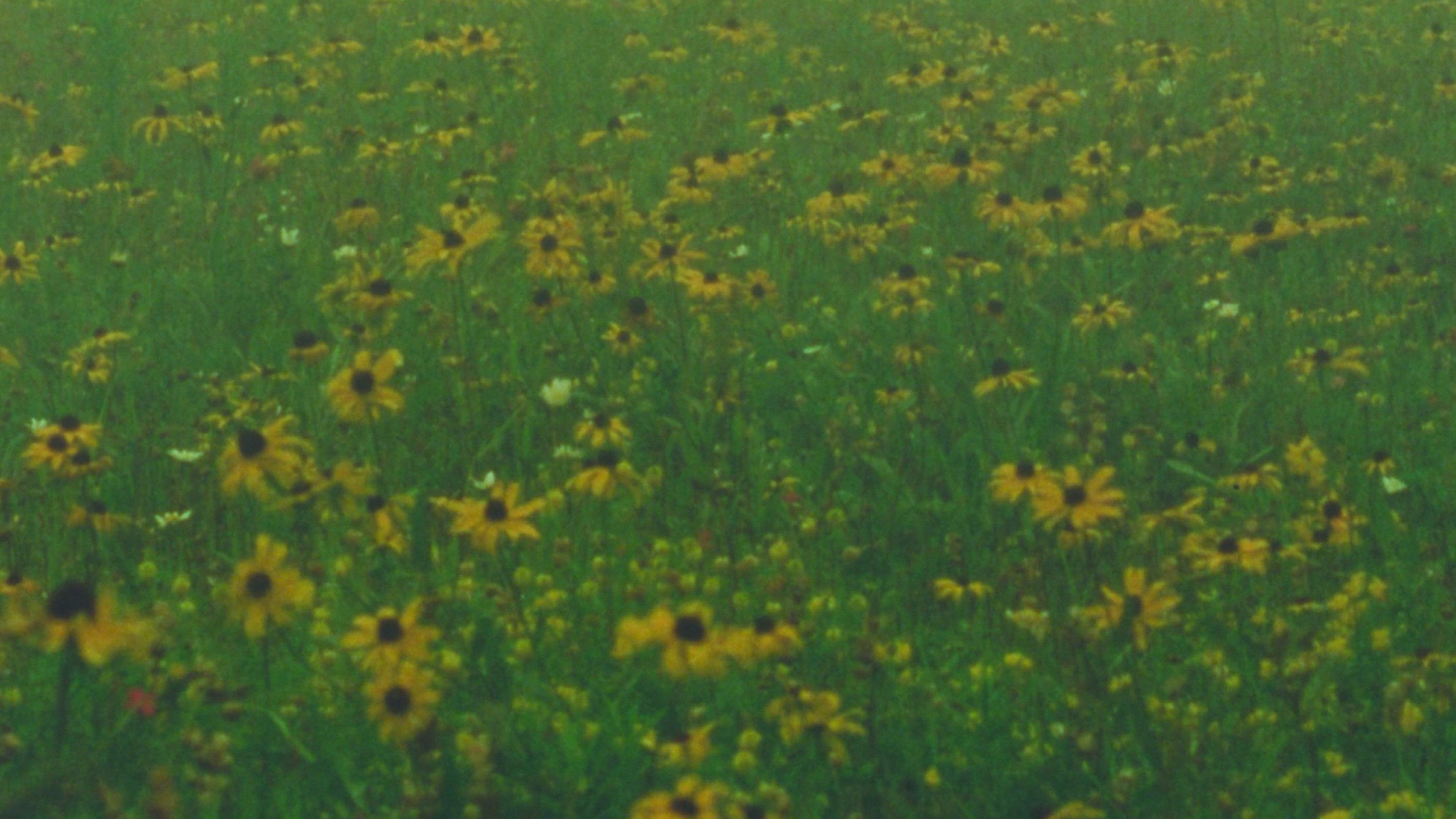 Mountain Wildflowers 2024 movie scene