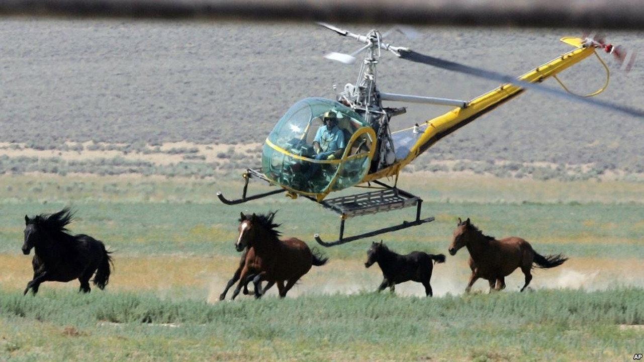 Chasing Wild Horses 2008 movie scene