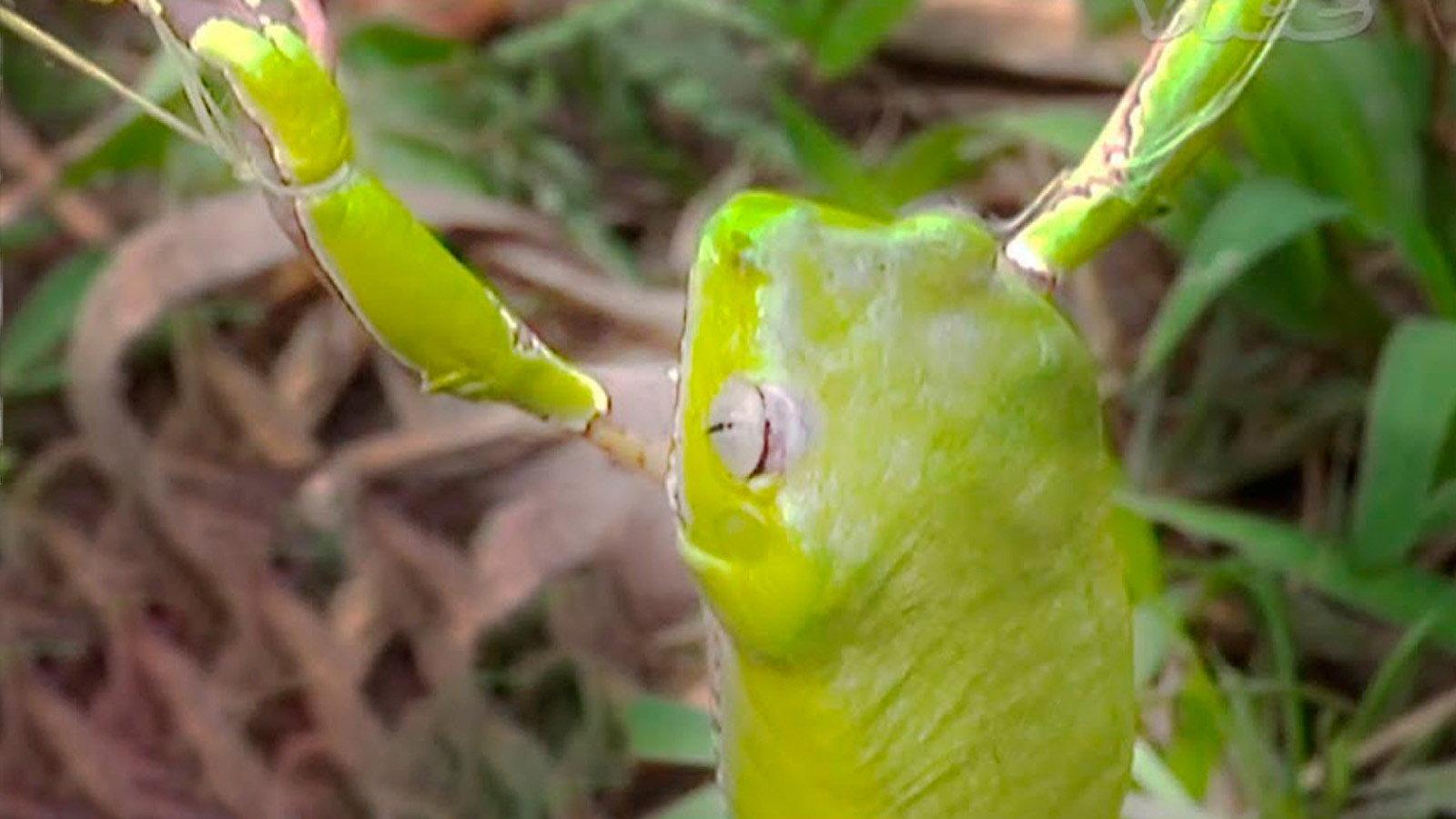 Tripping on Hallucinogenic Frogs 2012 movie scene