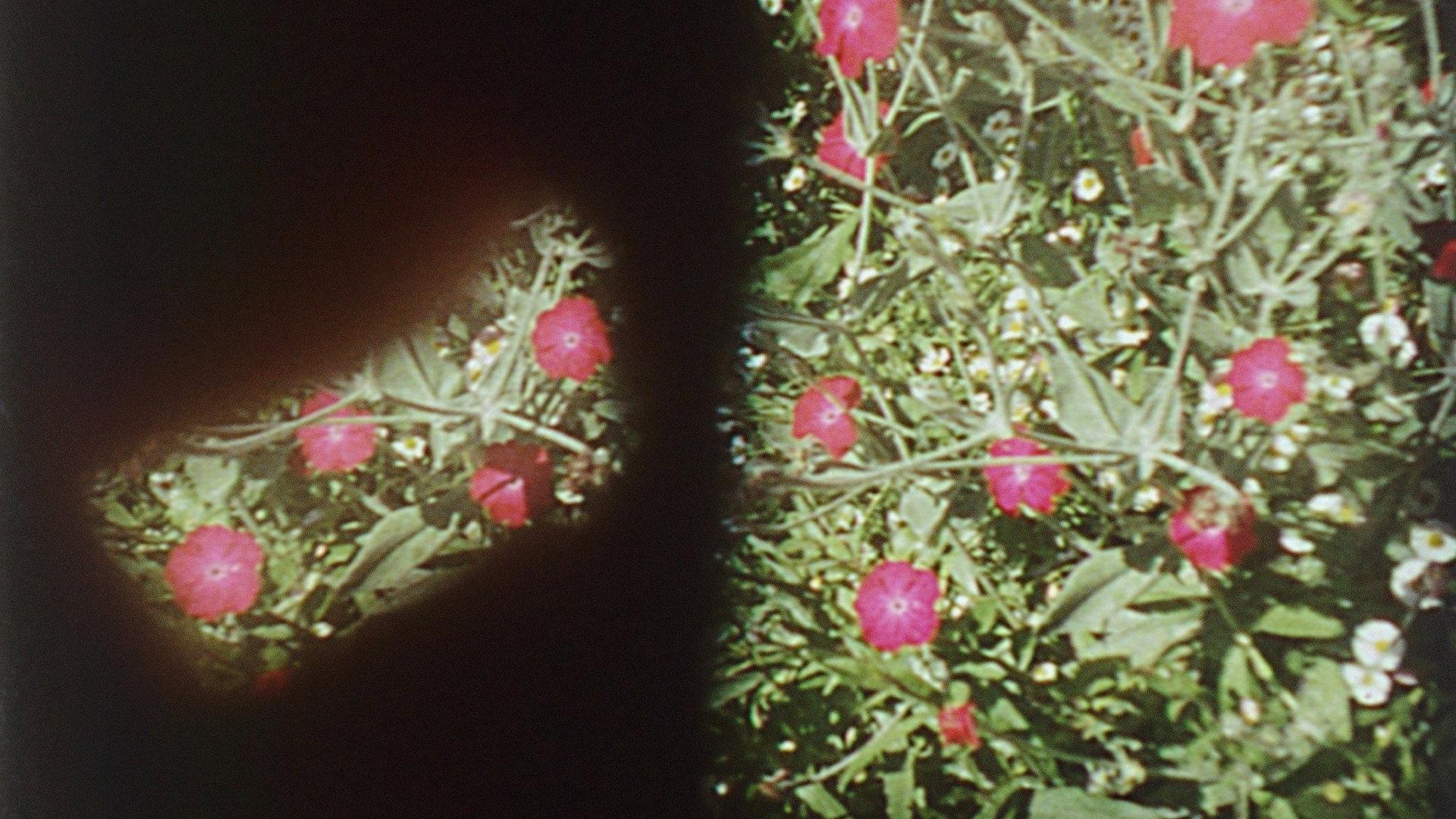 Precarious Garden 2004 movie scene