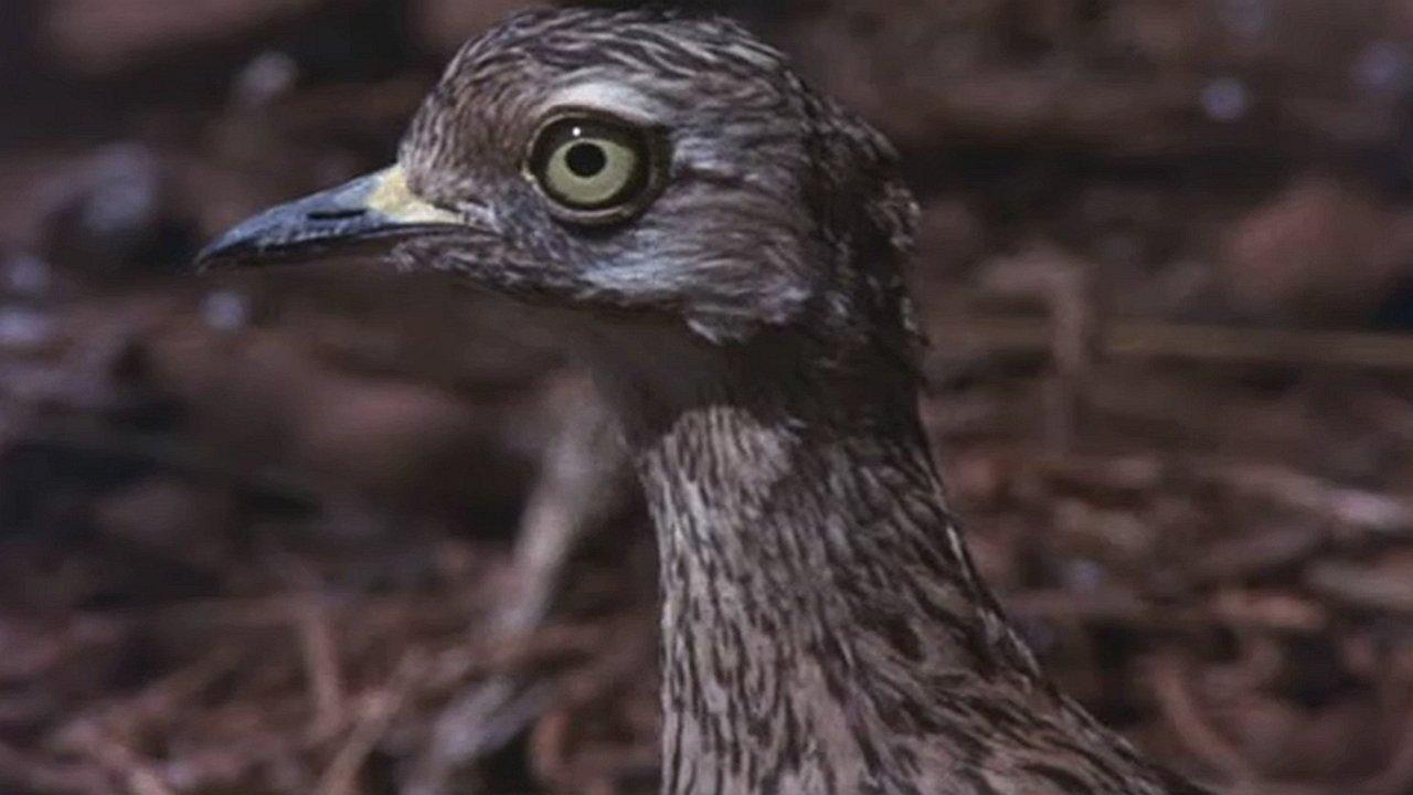 Animals Are Beautiful People 1974 movie scene