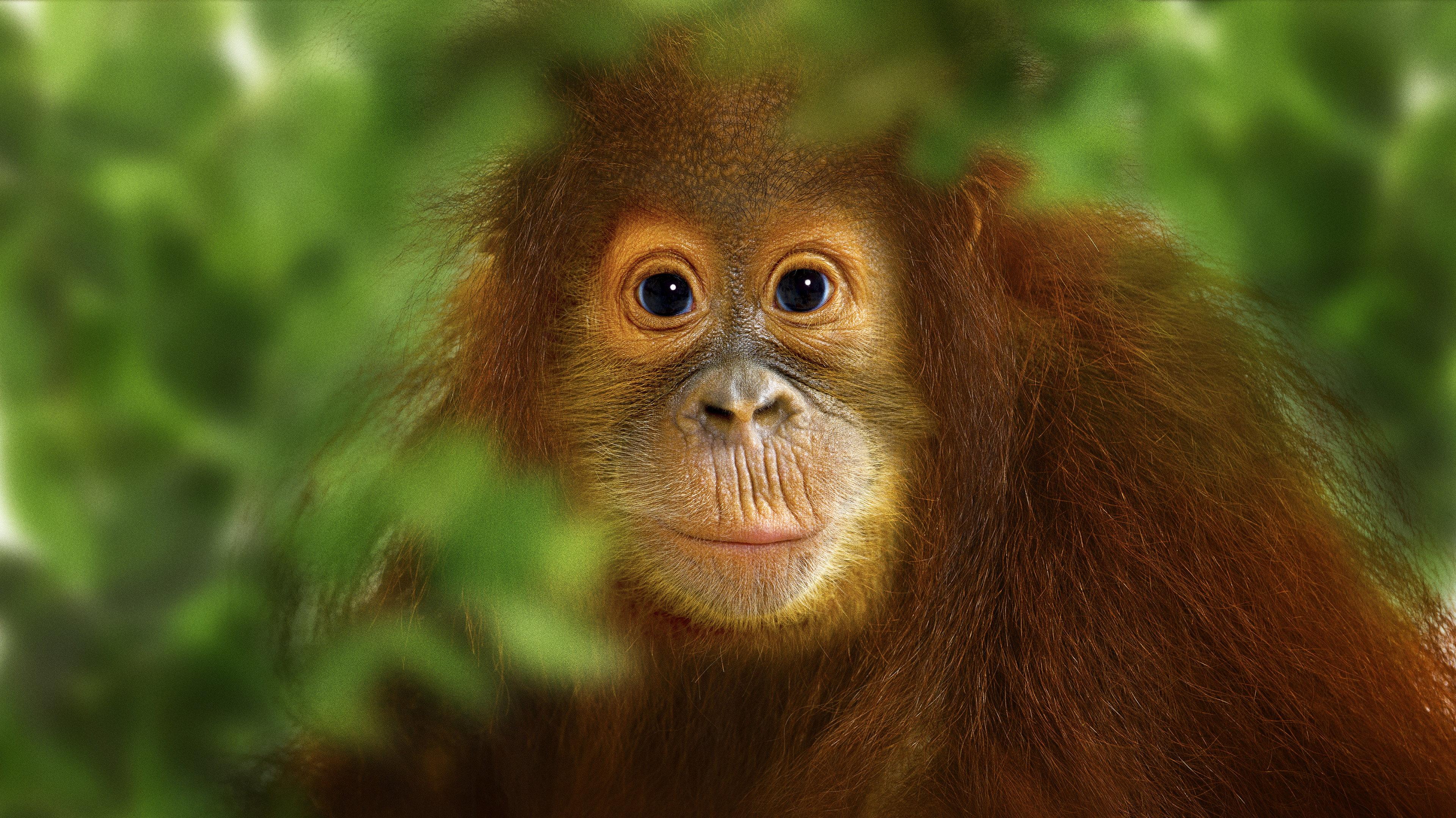 Operation Orangutan 2015 movie scene