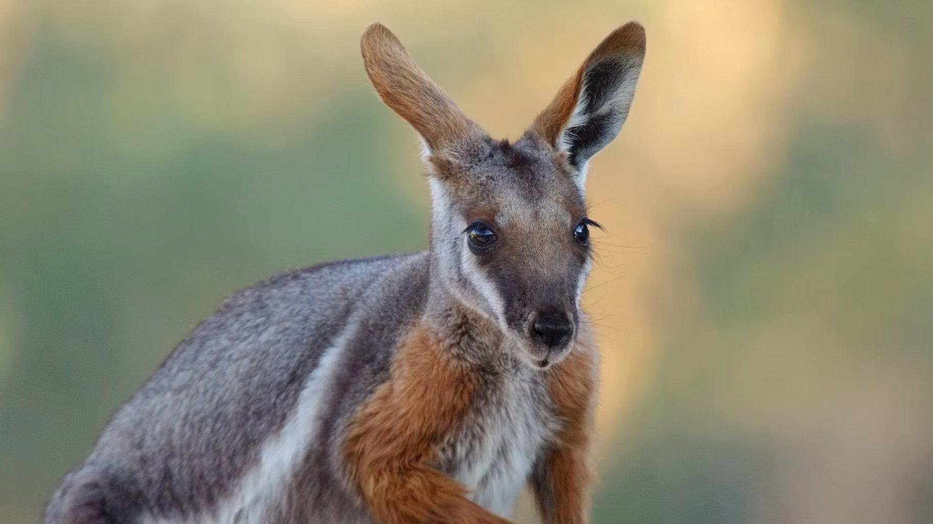 Australia: The Wild Continent 2024 movie scene