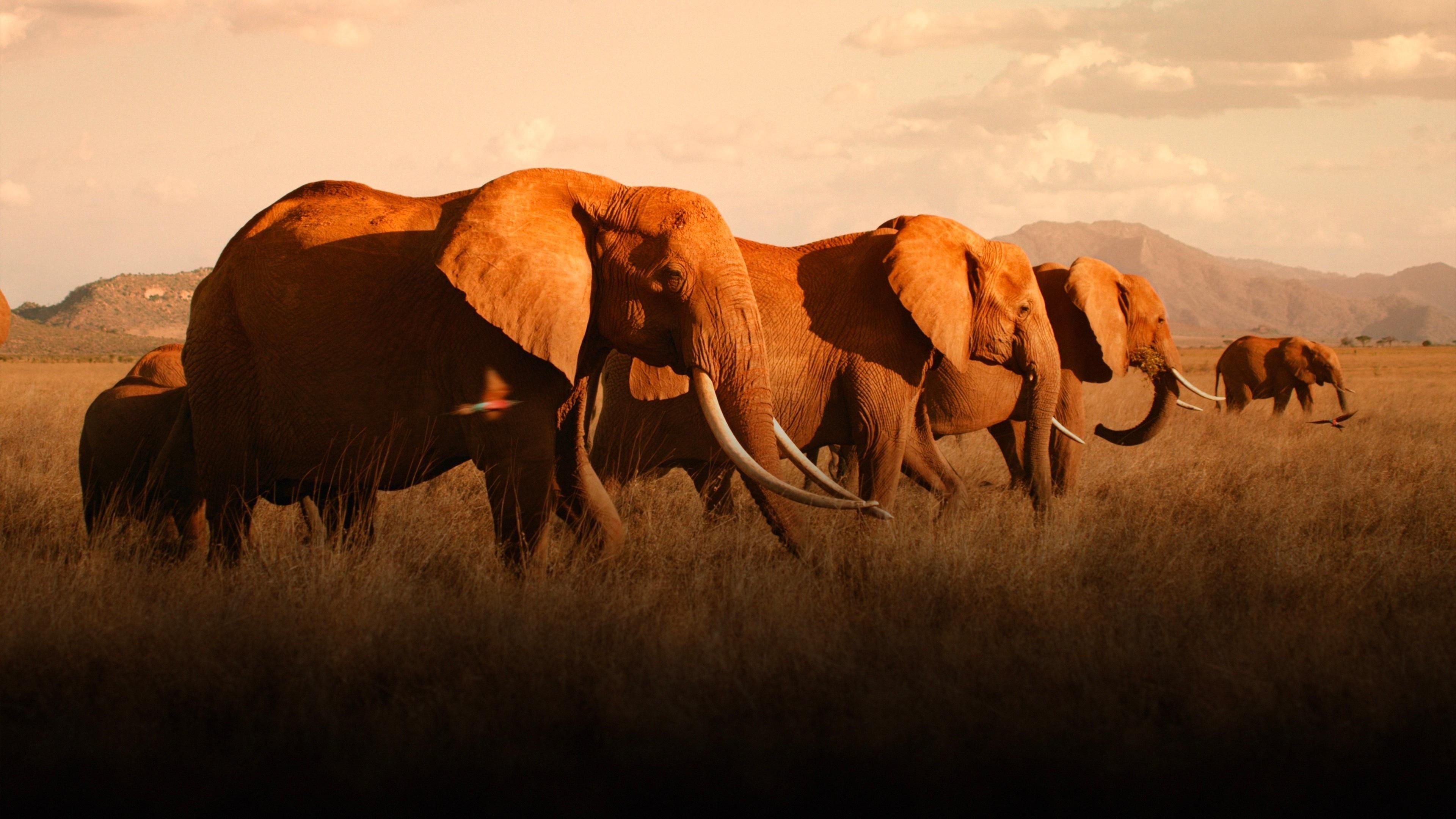 The Elephant Queen 2019 movie scene