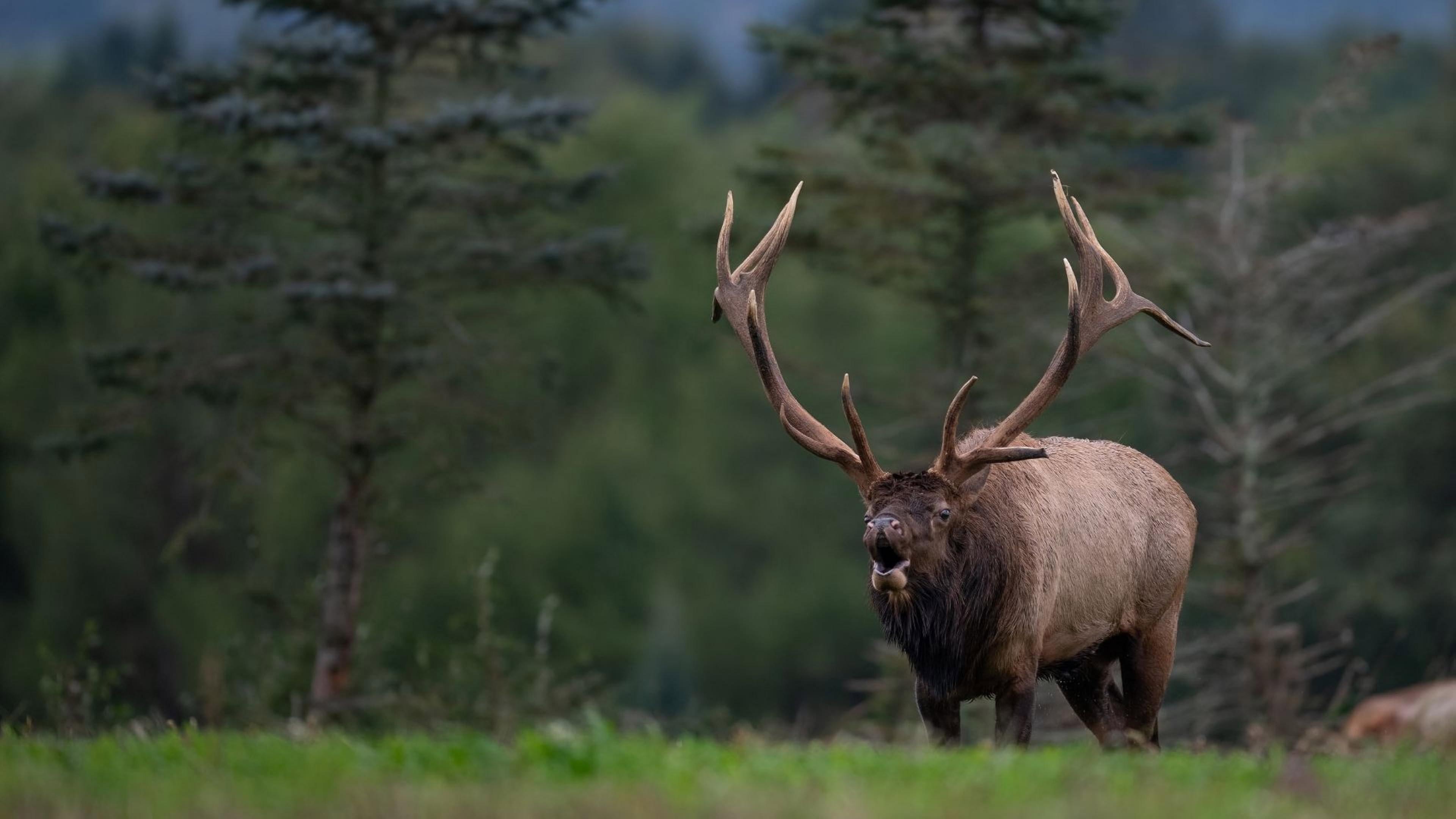 Elk Country 2025 movie scene