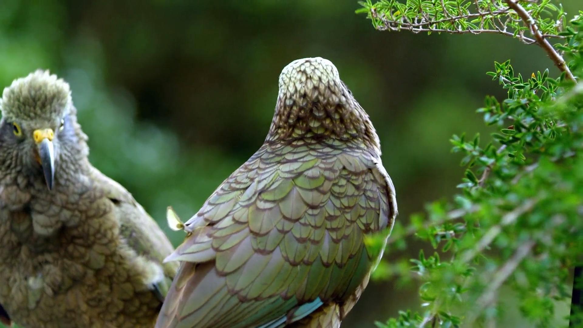Keas - New Zealand's Witty Daredevils 2015 movie scene