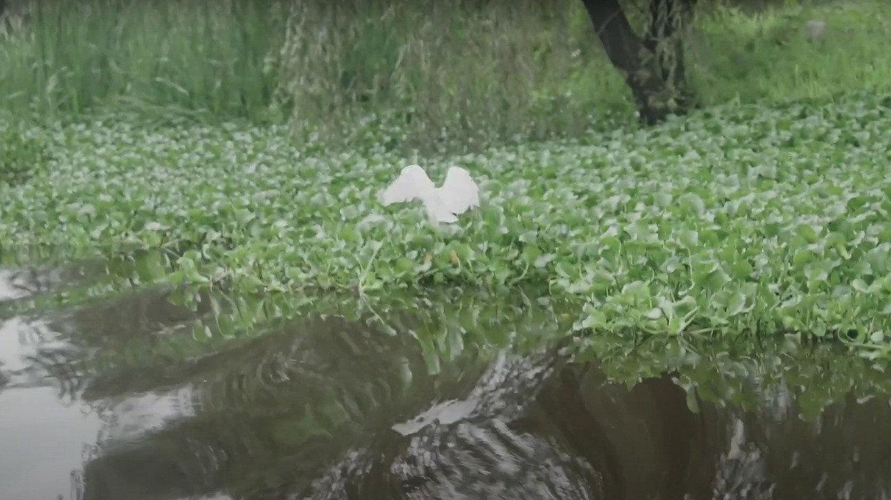 Axolotes 2024 movie scene